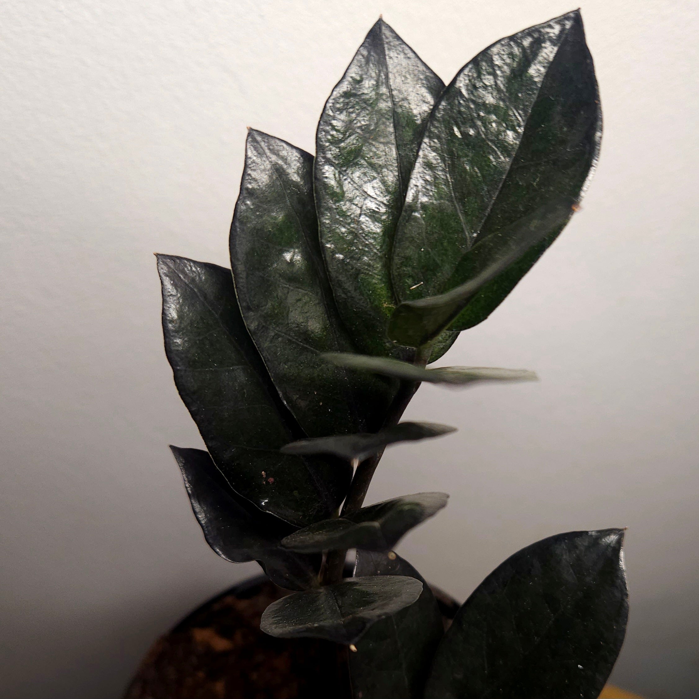 ZZ Plant 'Raven' – Black ZZ Plant – The Rare Nugget