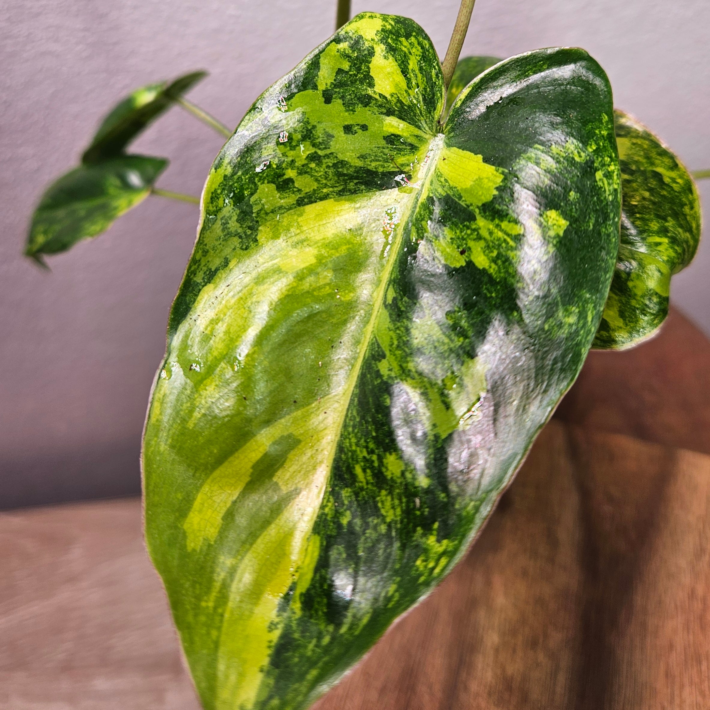 philodendron burle marx variegated Philodendron Burle Marx Variegated – Rare Variegated Aroid