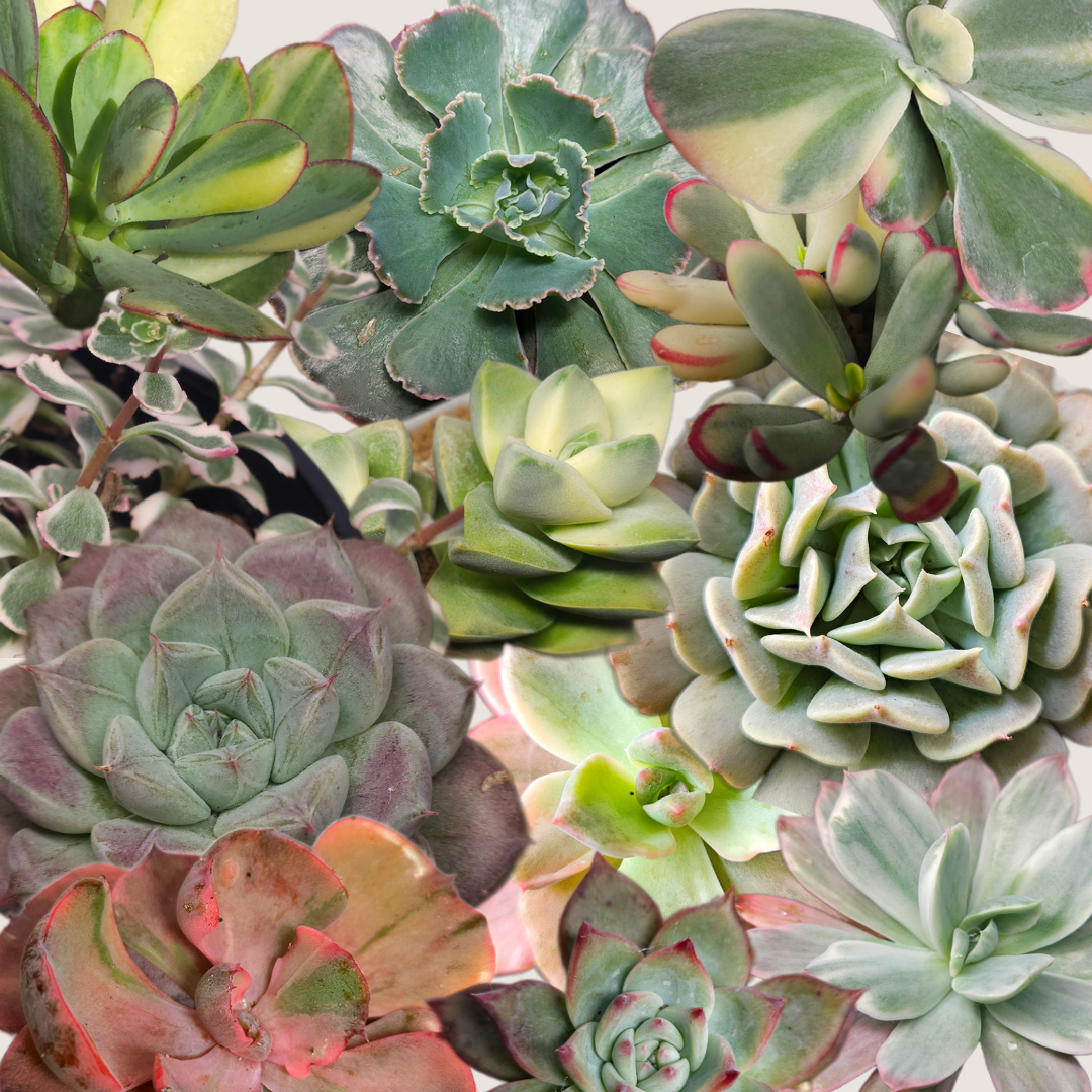 Succulent Nugget Box