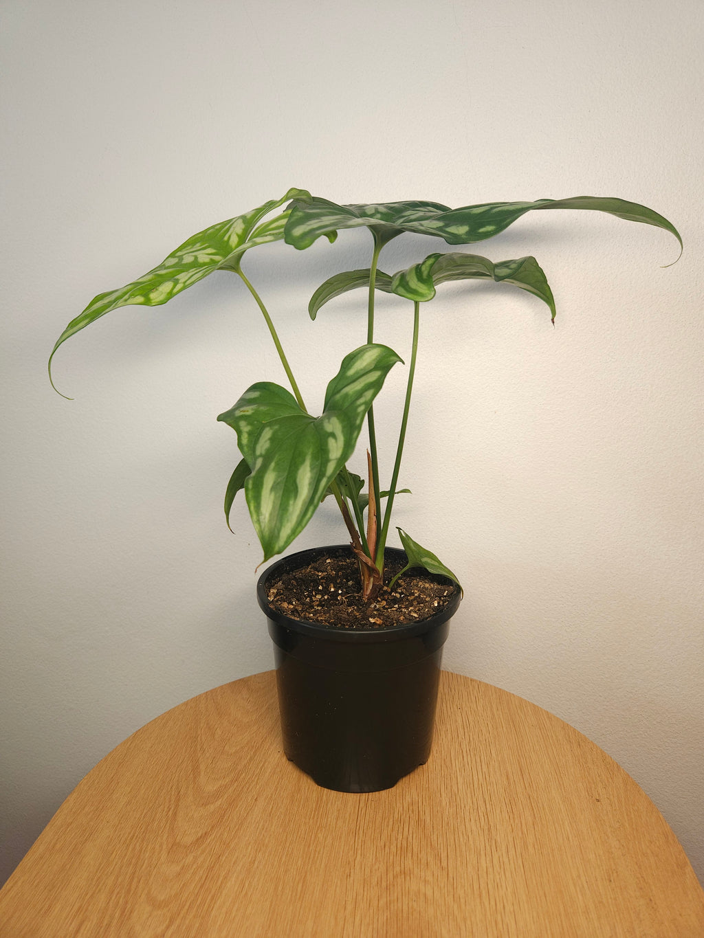 Cercestis mirabilis – Rare Collector Aroid with Silver Camouflage Leaves