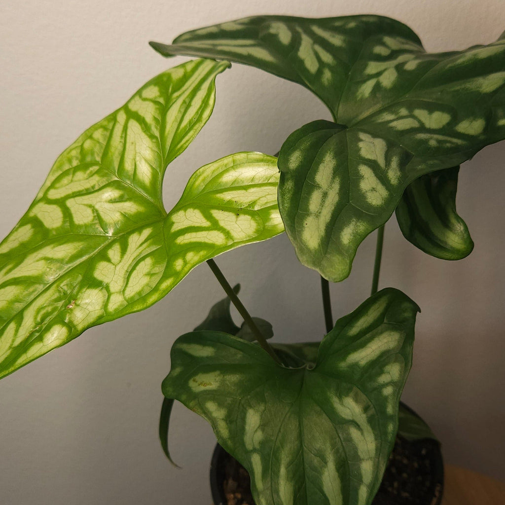 Cercestis mirabilis – Rare Collector Aroid with Silver Camouflage Leaves