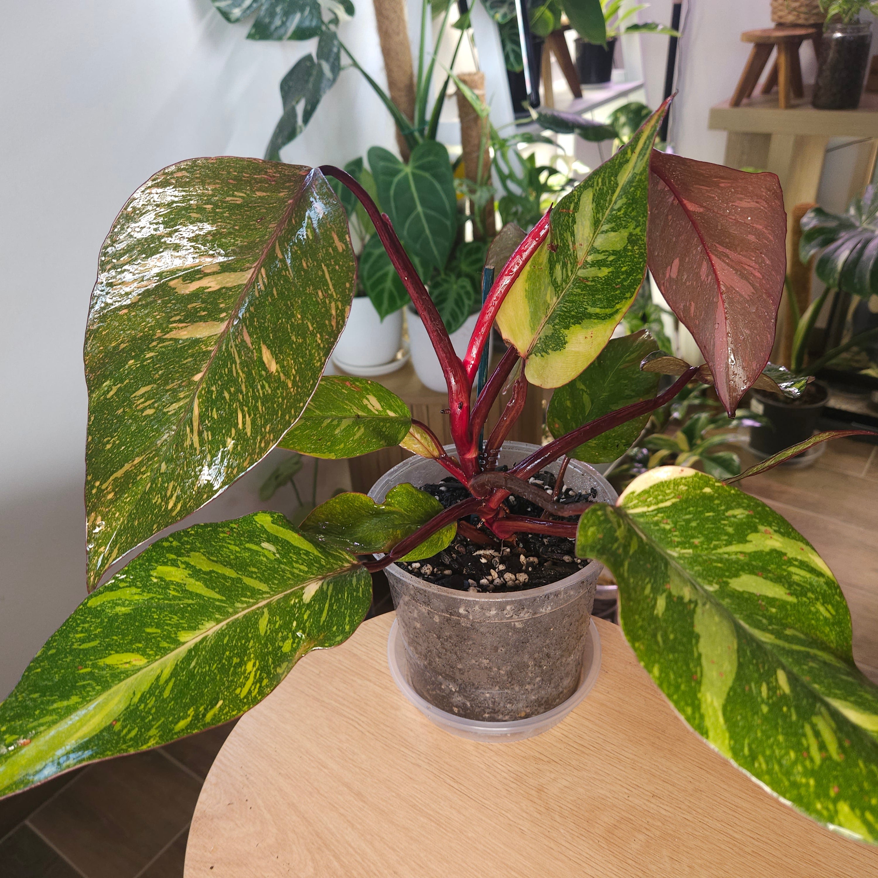 Philodendron Orange Princess