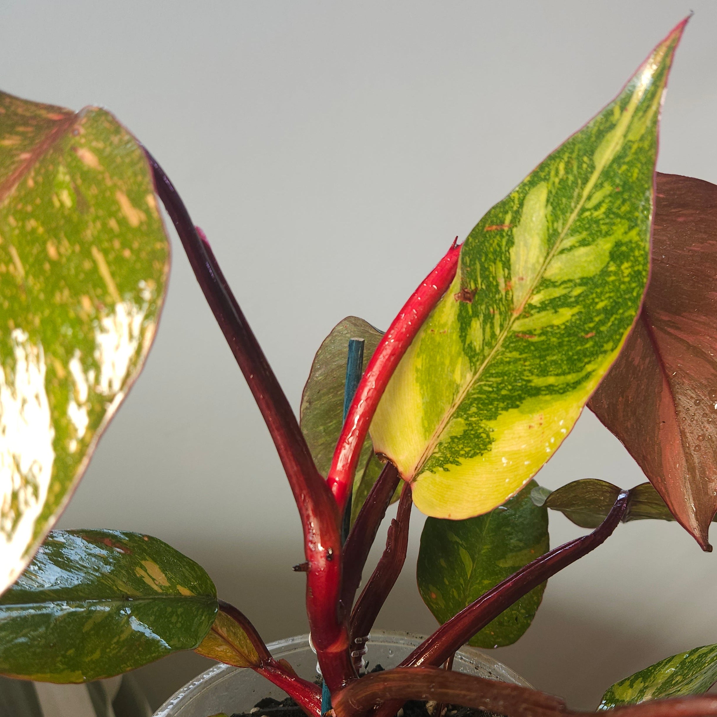 Philodendron Orange Princess