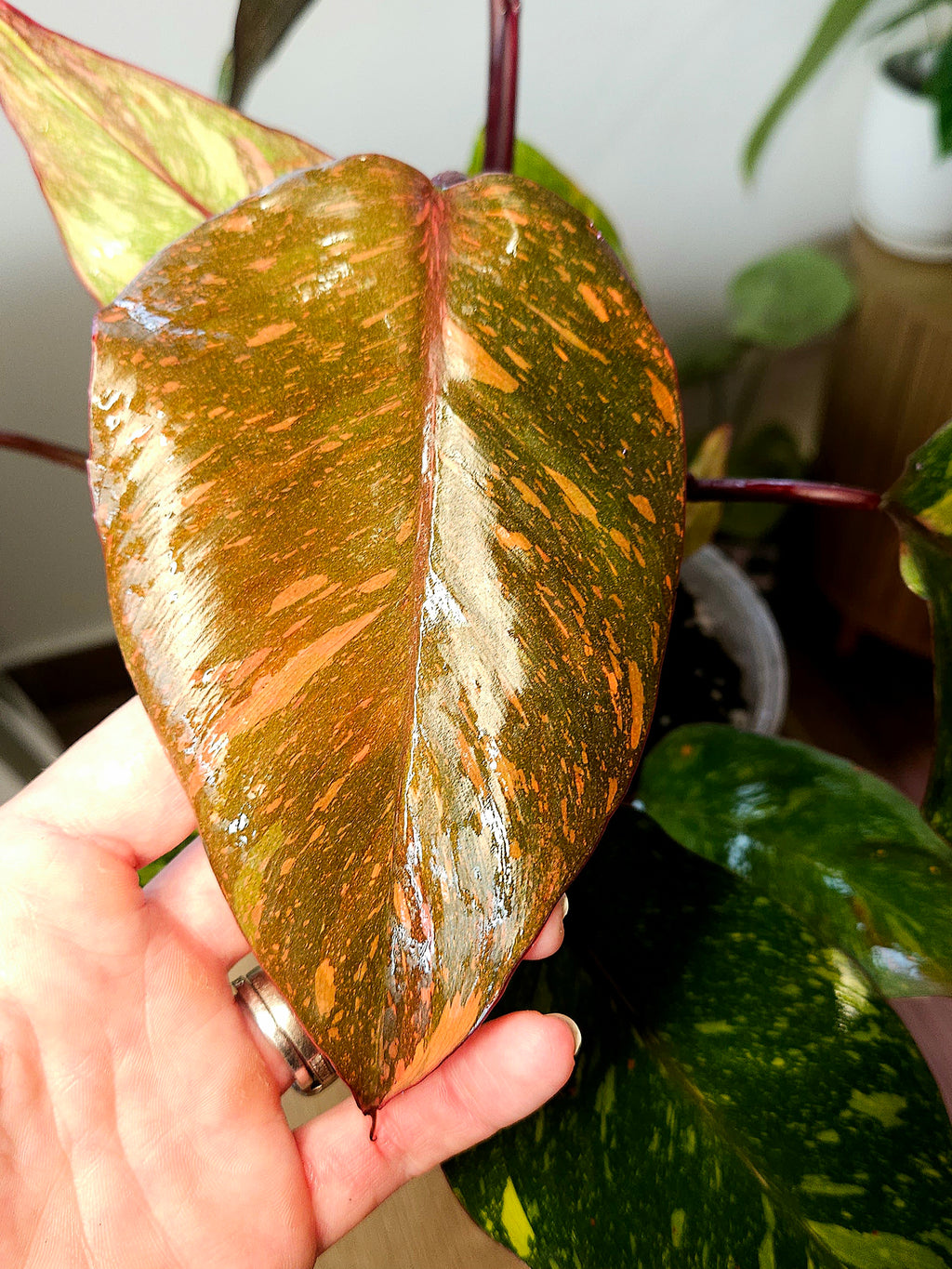 Philodendron Orange Princess