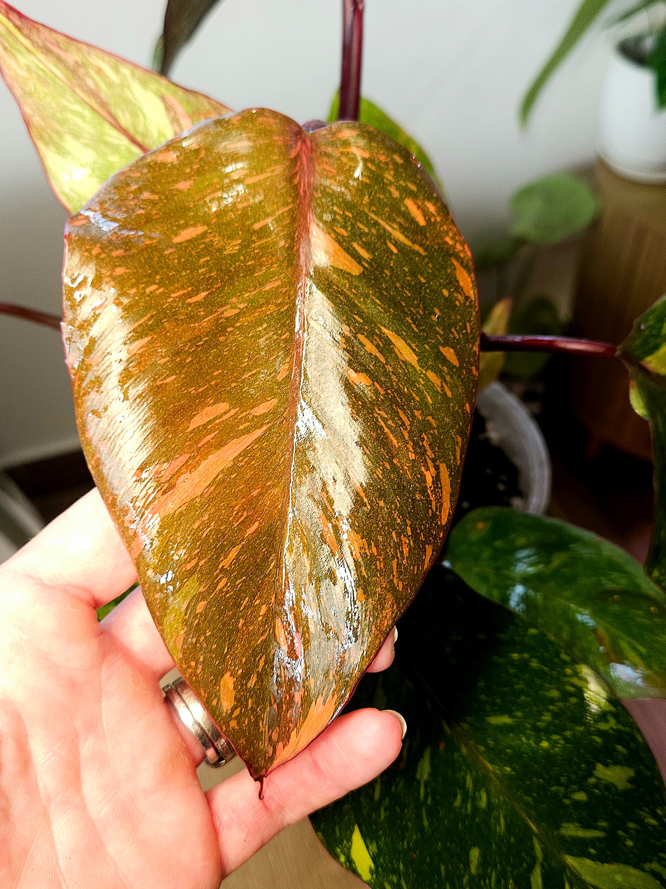 Philodendron Orange Princess