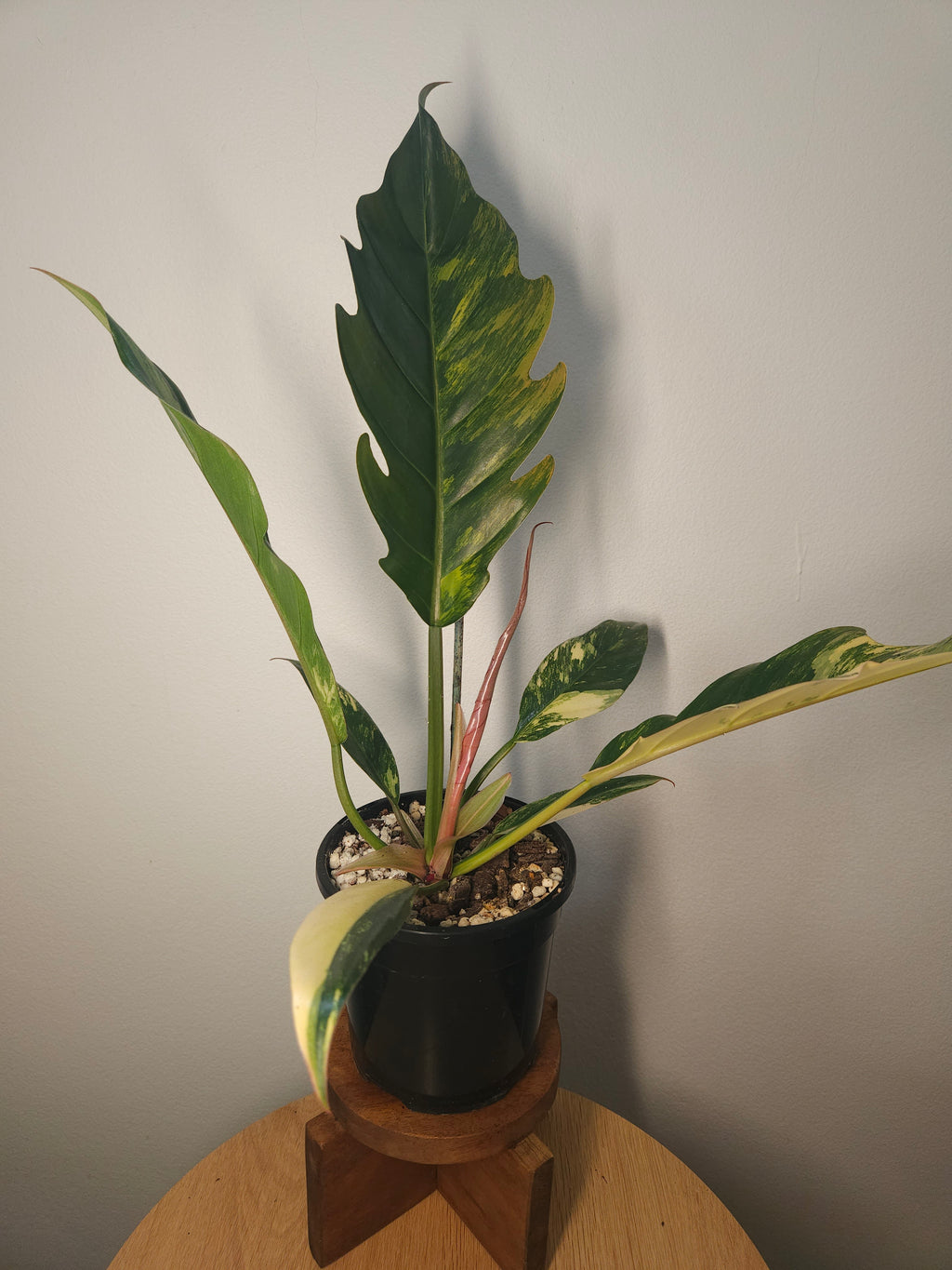 Rare Philodendron Caramel Marble Variegated – Ultra Collector Aroid