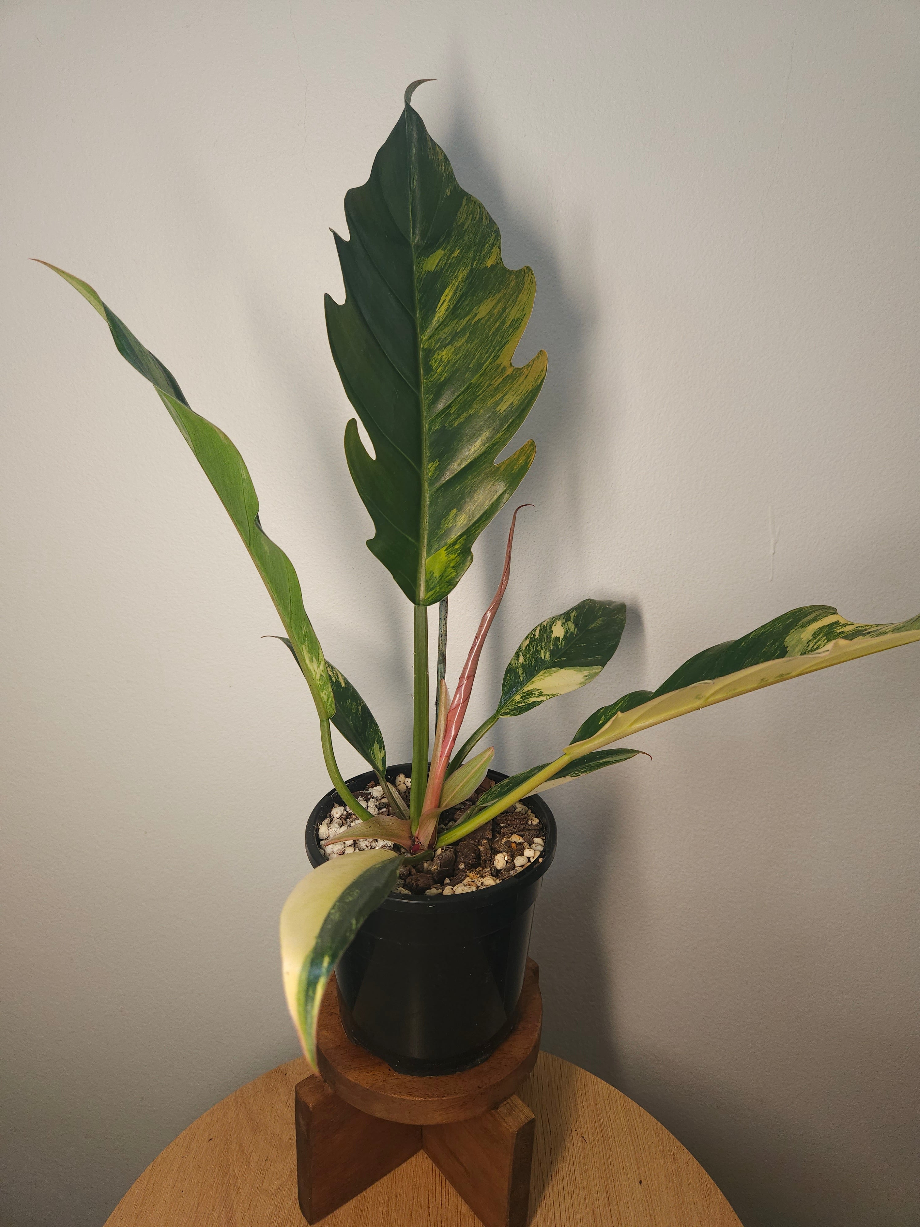 Rare Philodendron Caramel Marble Variegated – Ultra Collector Aroid