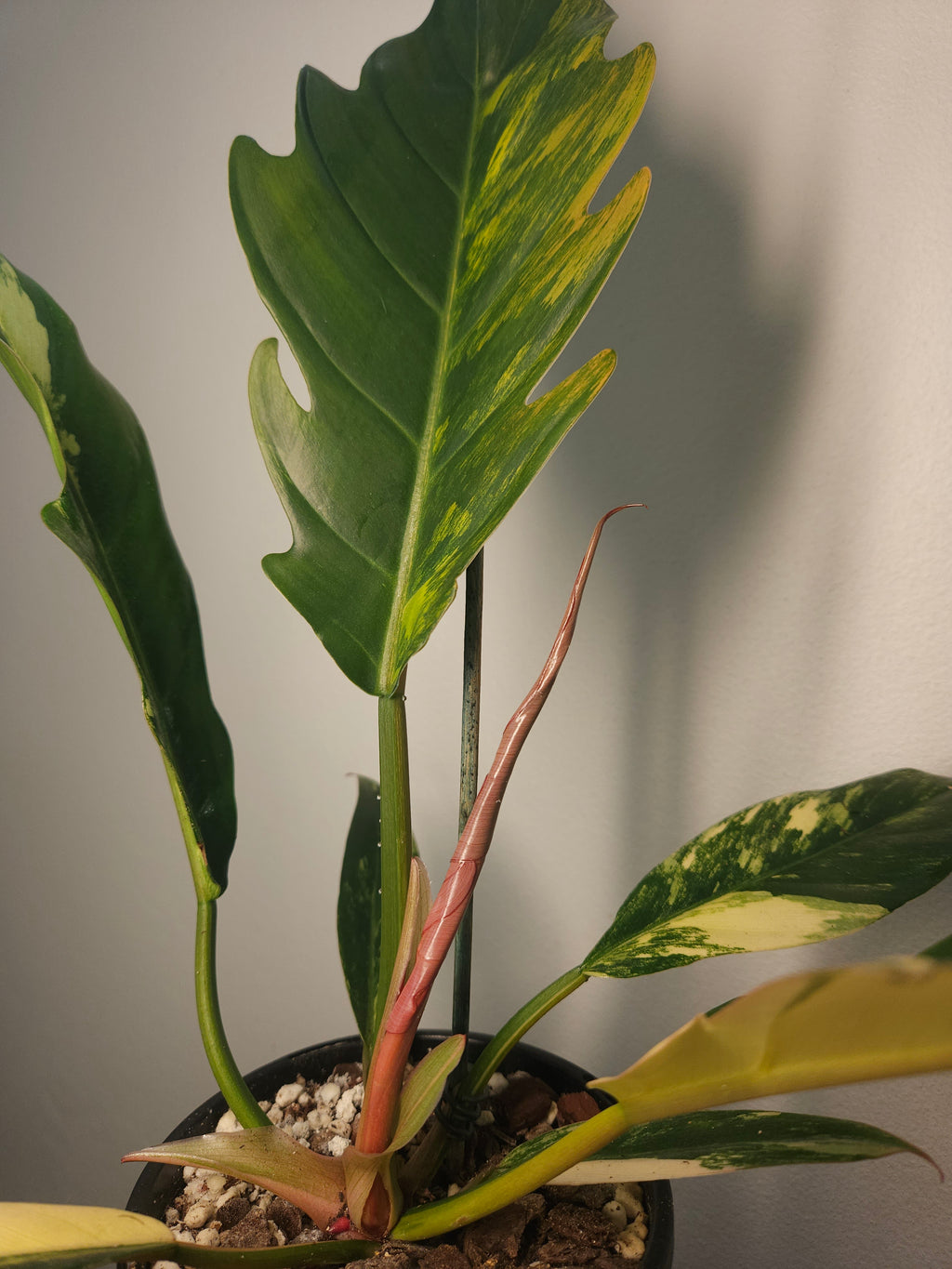 Rare Philodendron Caramel Marble Variegated – Ultra Collector Aroid