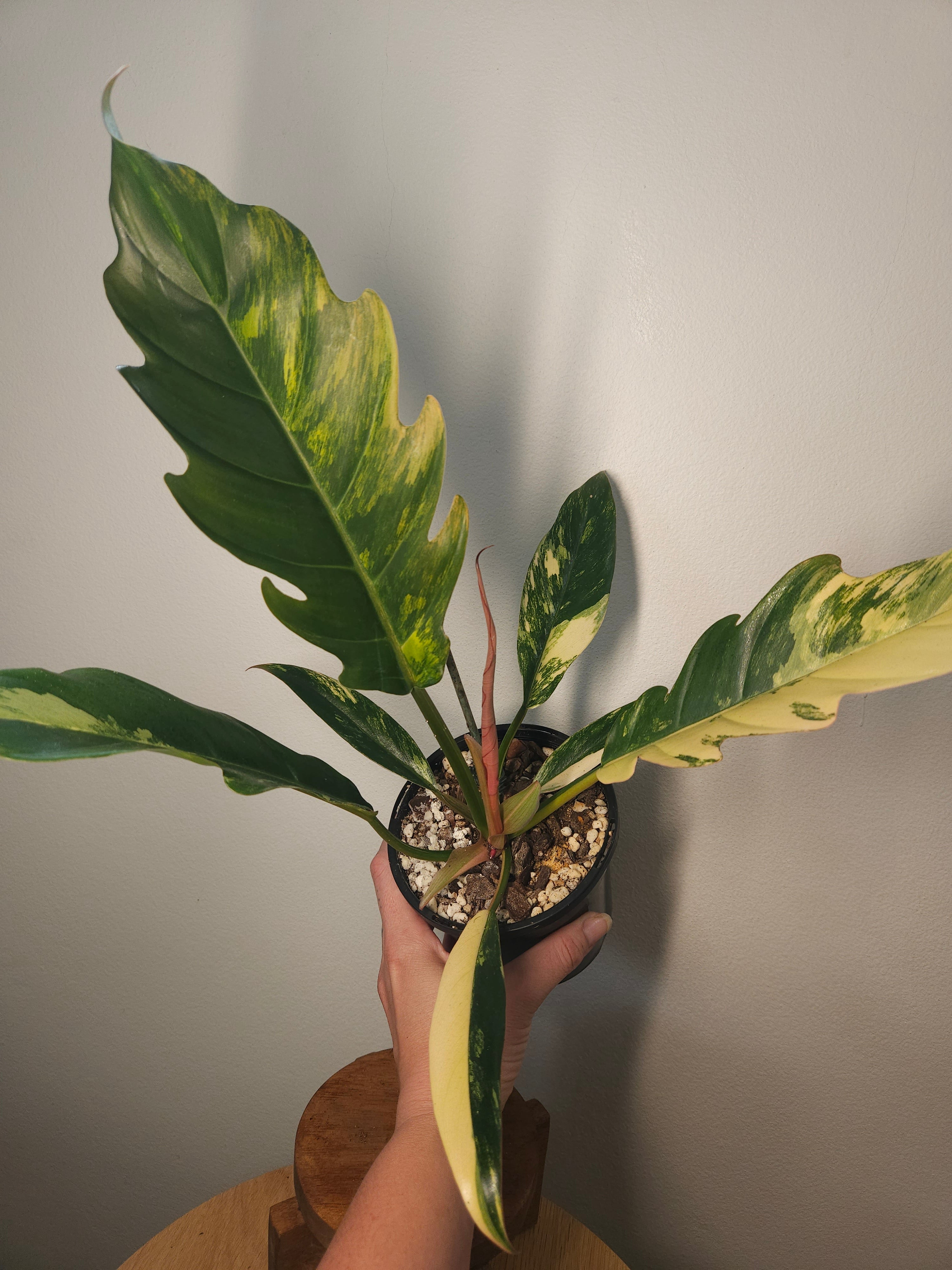Rare Philodendron Caramel Marble Variegated – Ultra Collector Aroid