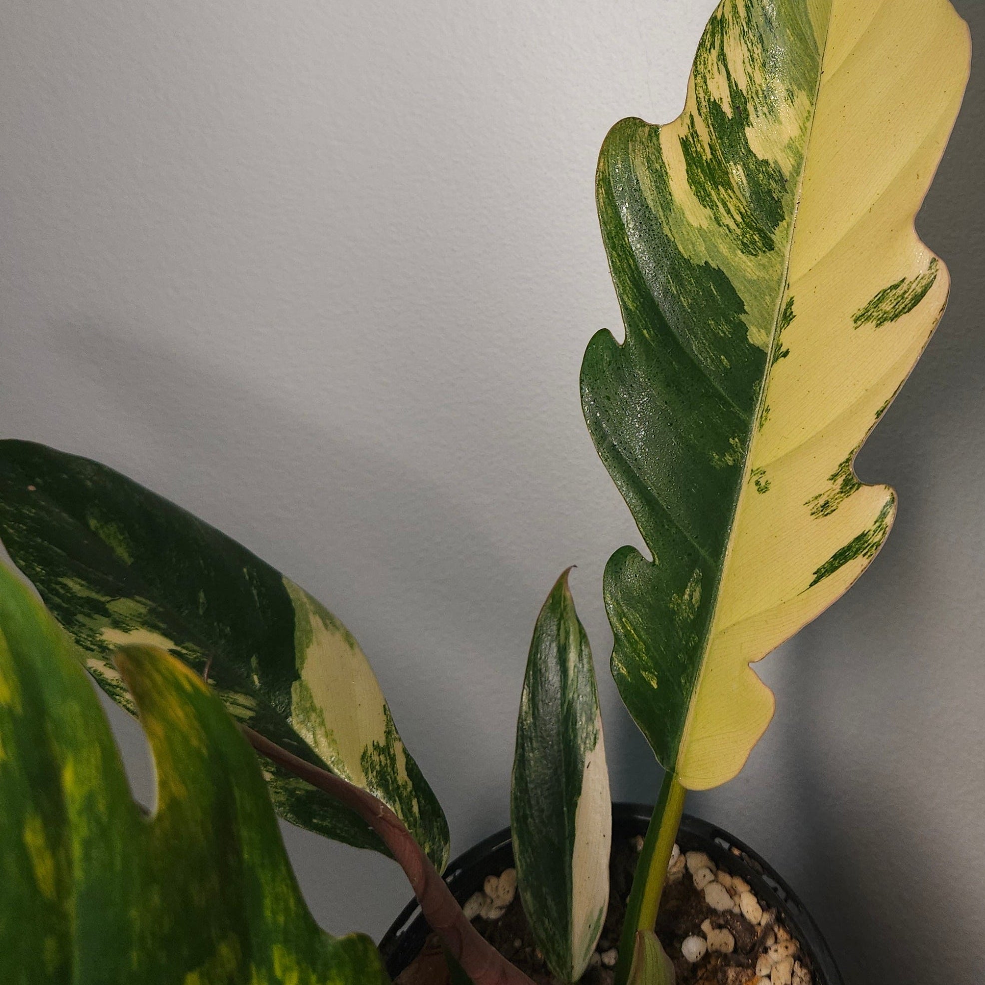 Rare Philodendron Caramel Marble Variegated – Ultra Collector Aroid