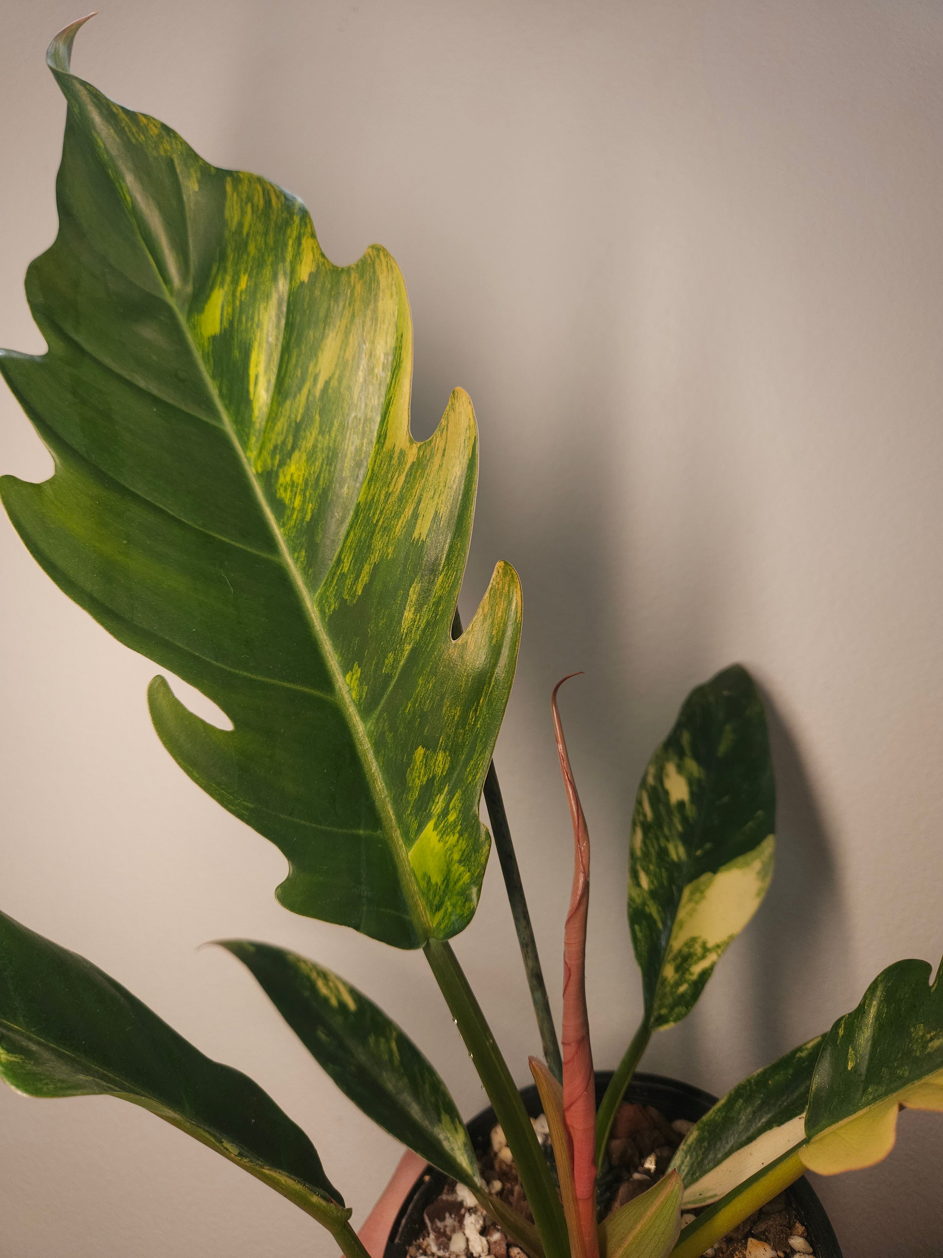 Rare Philodendron Caramel Marble Variegated – Ultra Collector Aroid