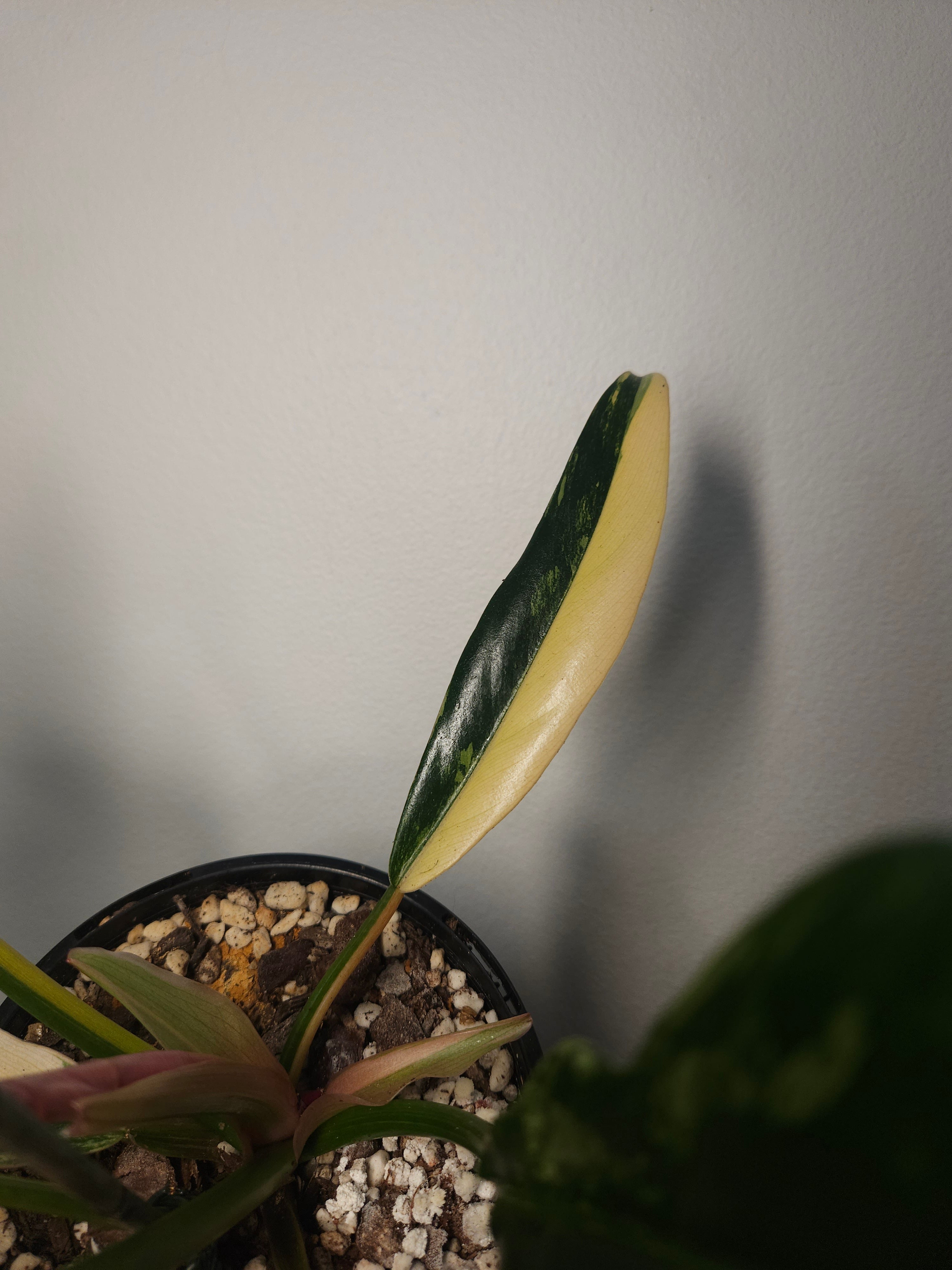 Rare Philodendron Caramel Marble Variegated – Ultra Collector Aroid