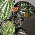 Piper Ornatum/Crocatum