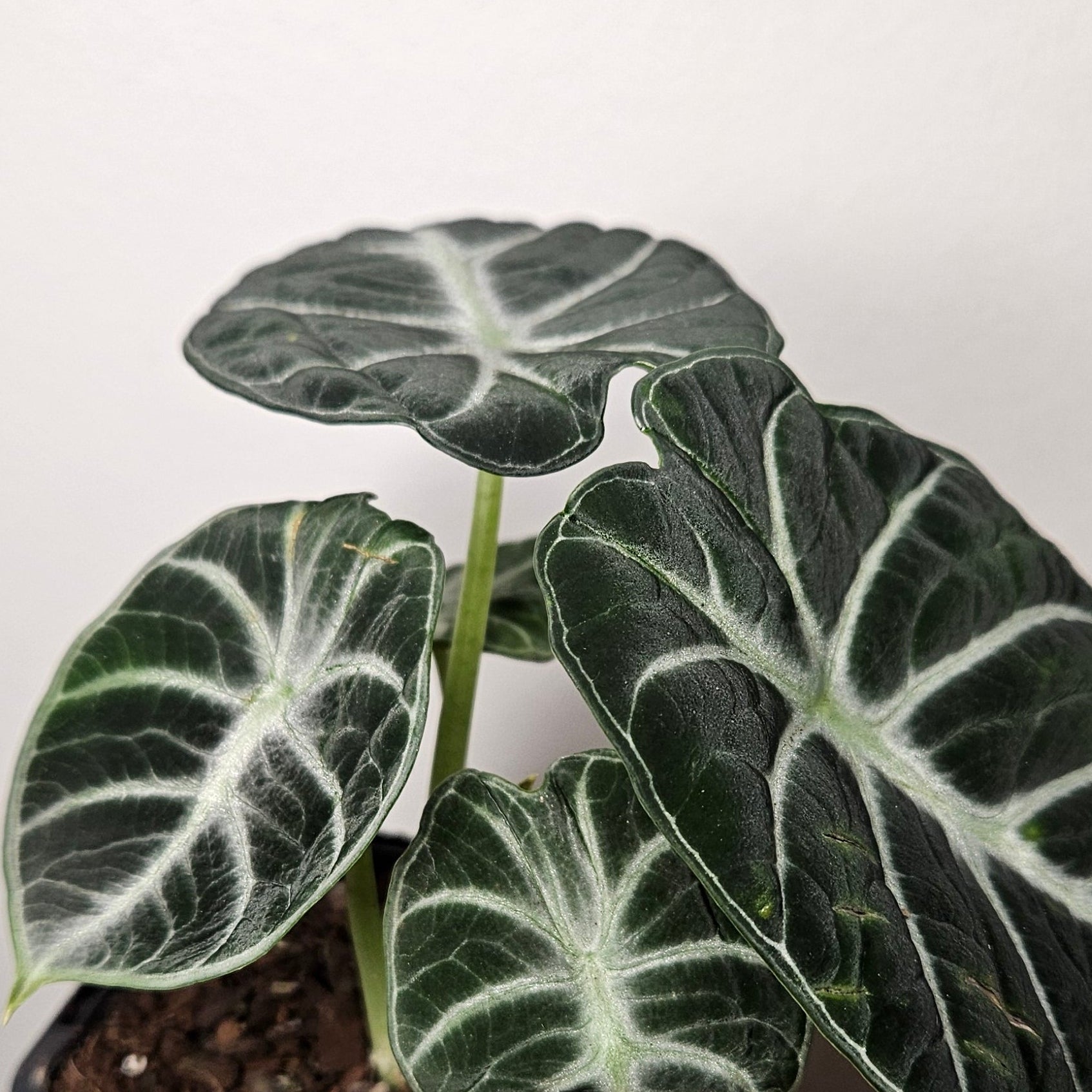 Rare Alocasia Black Velvet – Dark Velvet Leaf Indoor Plant