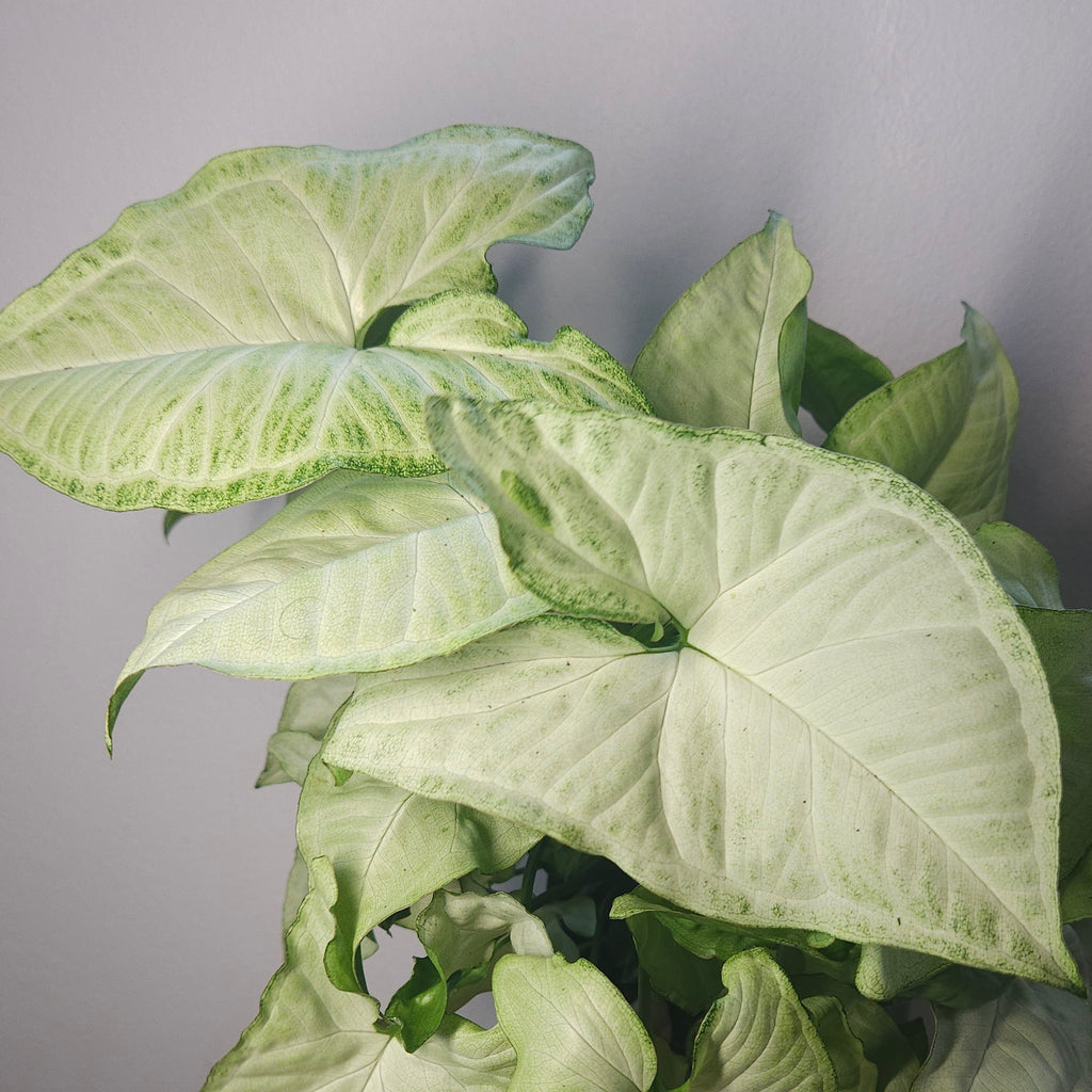 Syngonium White Butterfly – Classic Variegated Arrowhead Plant
