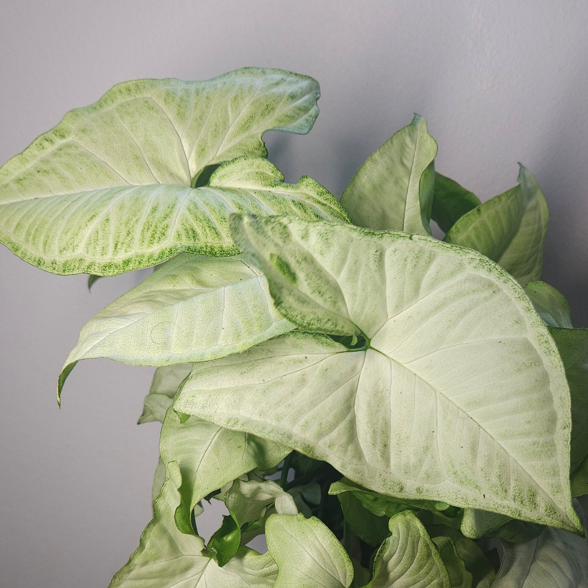 Syngonium White Butterfly – Classic Variegated Arrowhead Plant