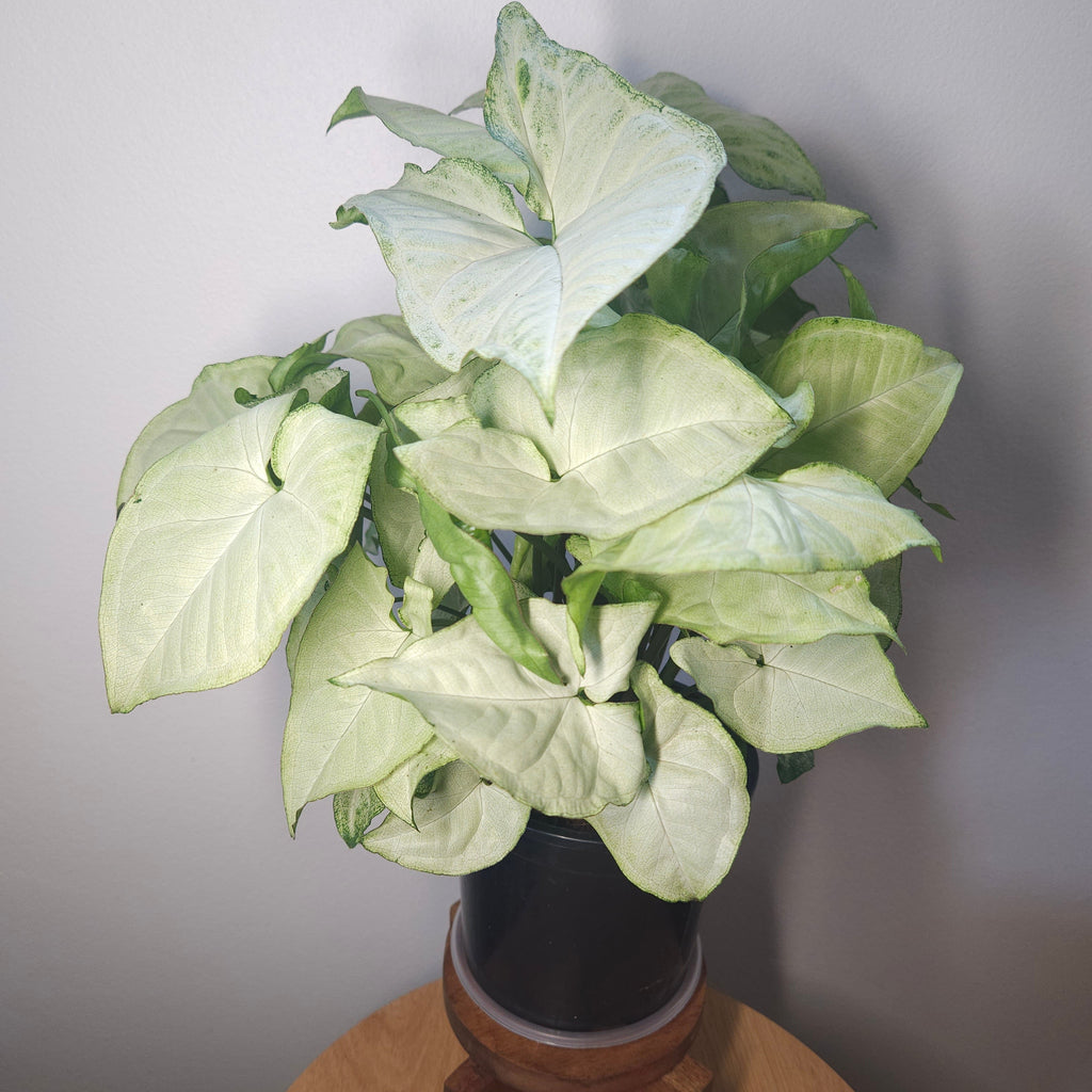 Syngonium White Butterfly – Classic Variegated Arrowhead Plant