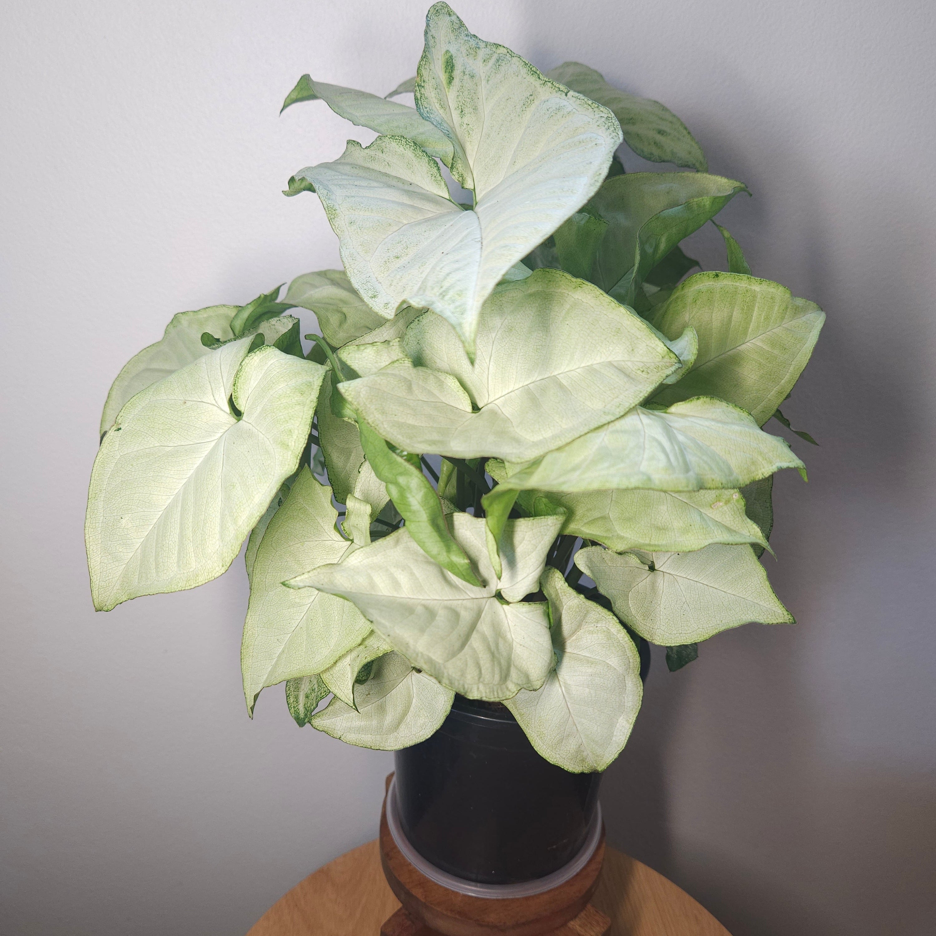 Syngonium White Butterfly – Classic Variegated Arrowhead Plant