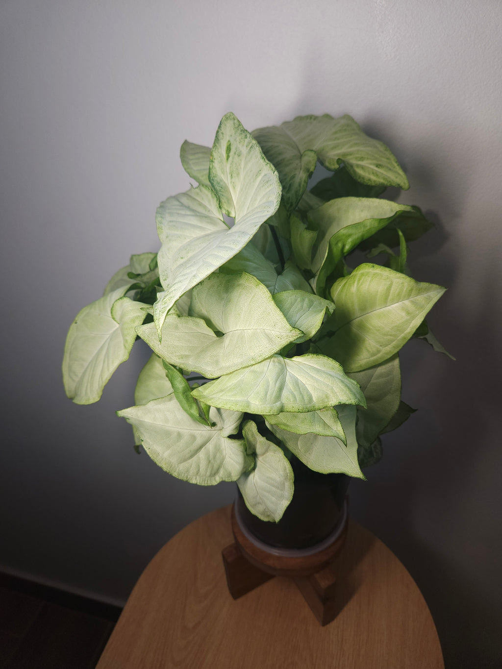 Syngonium White Butterfly – Classic Variegated Arrowhead Plant
