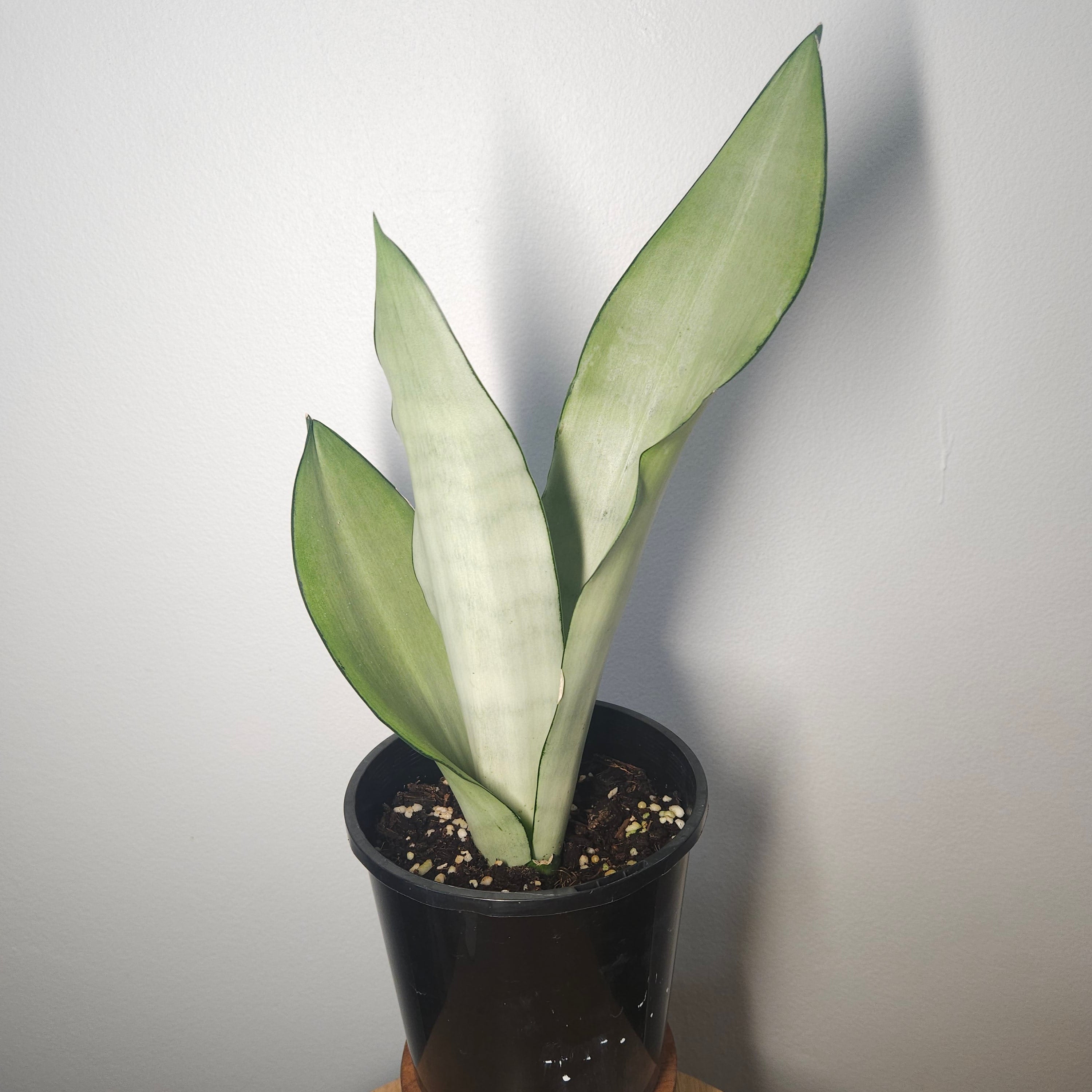 Sansevieria trifasciata Moonshine