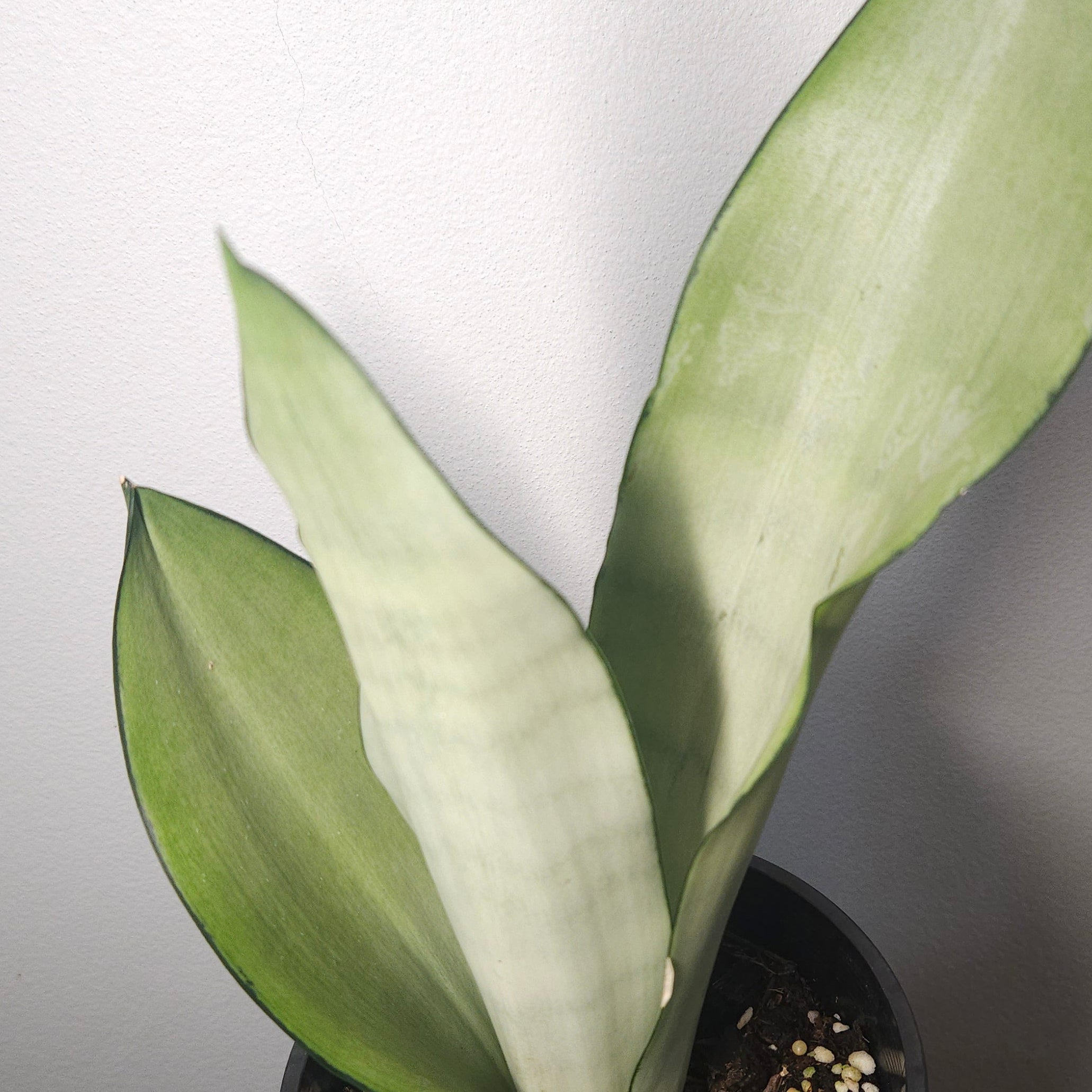 Sansevieria trifasciata Moonshine