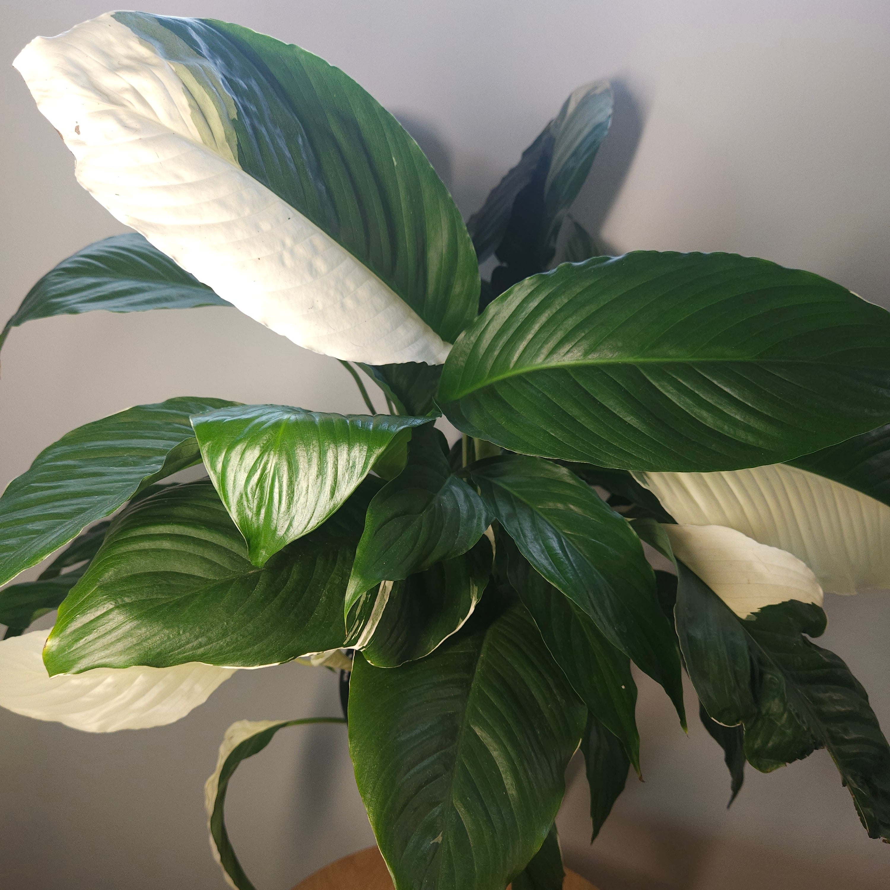 Spathiphyllum Picasso ‘Variegated Peace Lilly’