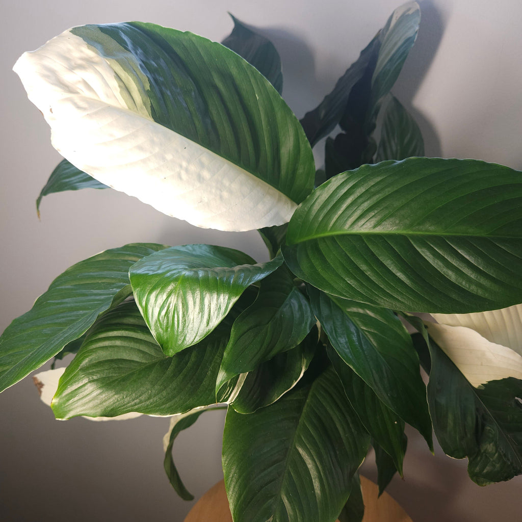 Spathiphyllum Picasso ‘Variegated Peace Lilly’