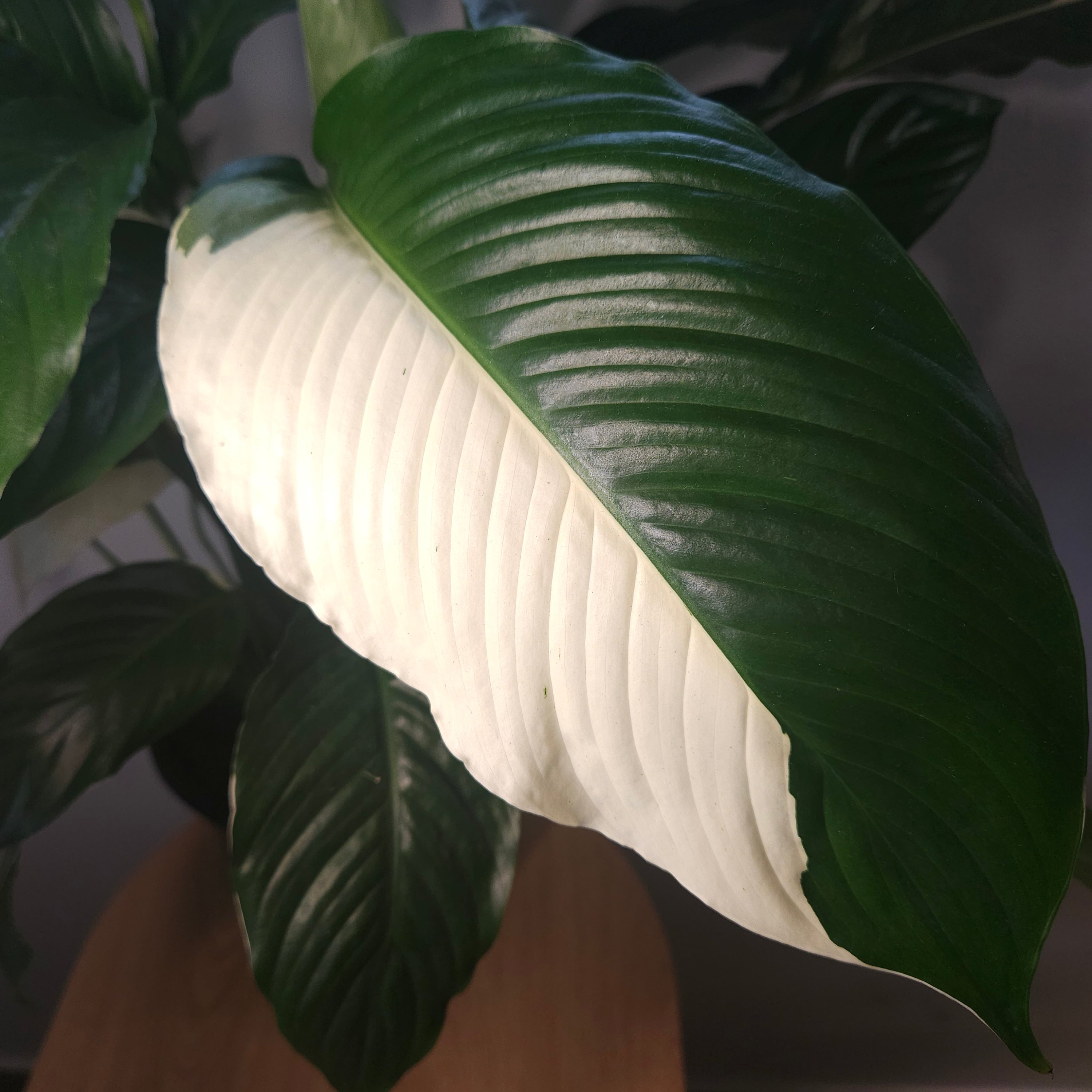 Spathiphyllum Picasso ‘Variegated Peace Lilly’