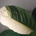 Spathiphyllum Picasso ‘Variegated Peace Lilly’