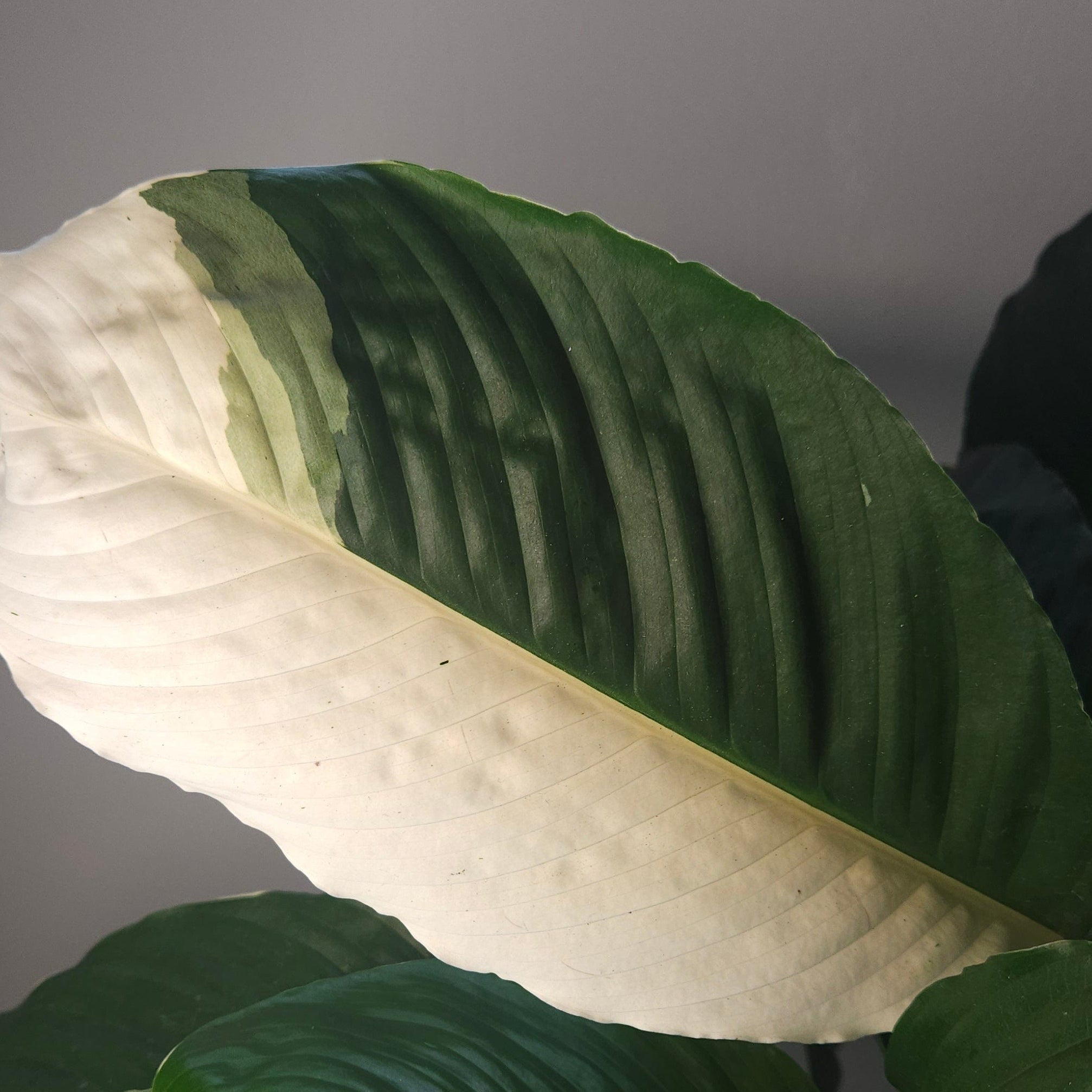 Spathiphyllum Picasso ‘Variegated Peace Lilly’
