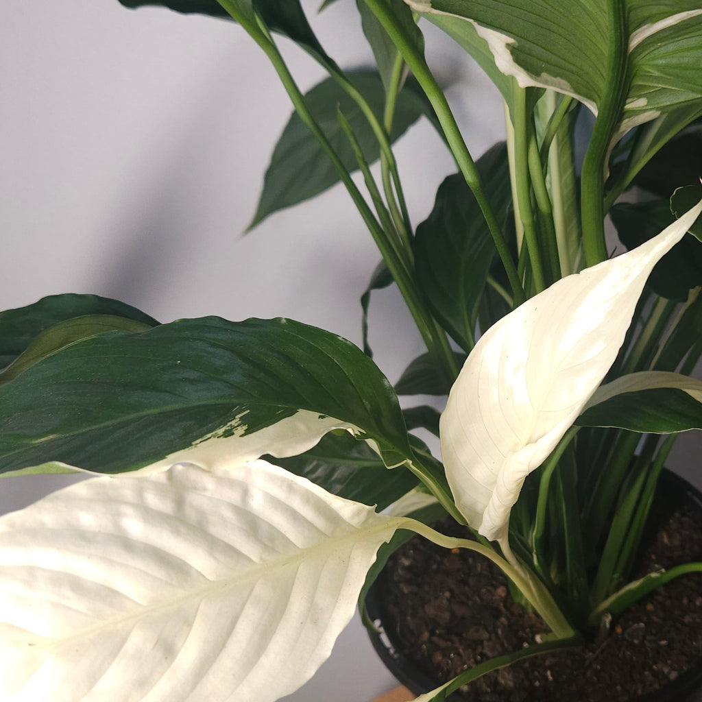 Spathiphyllum Picasso ‘Variegated Peace Lilly’