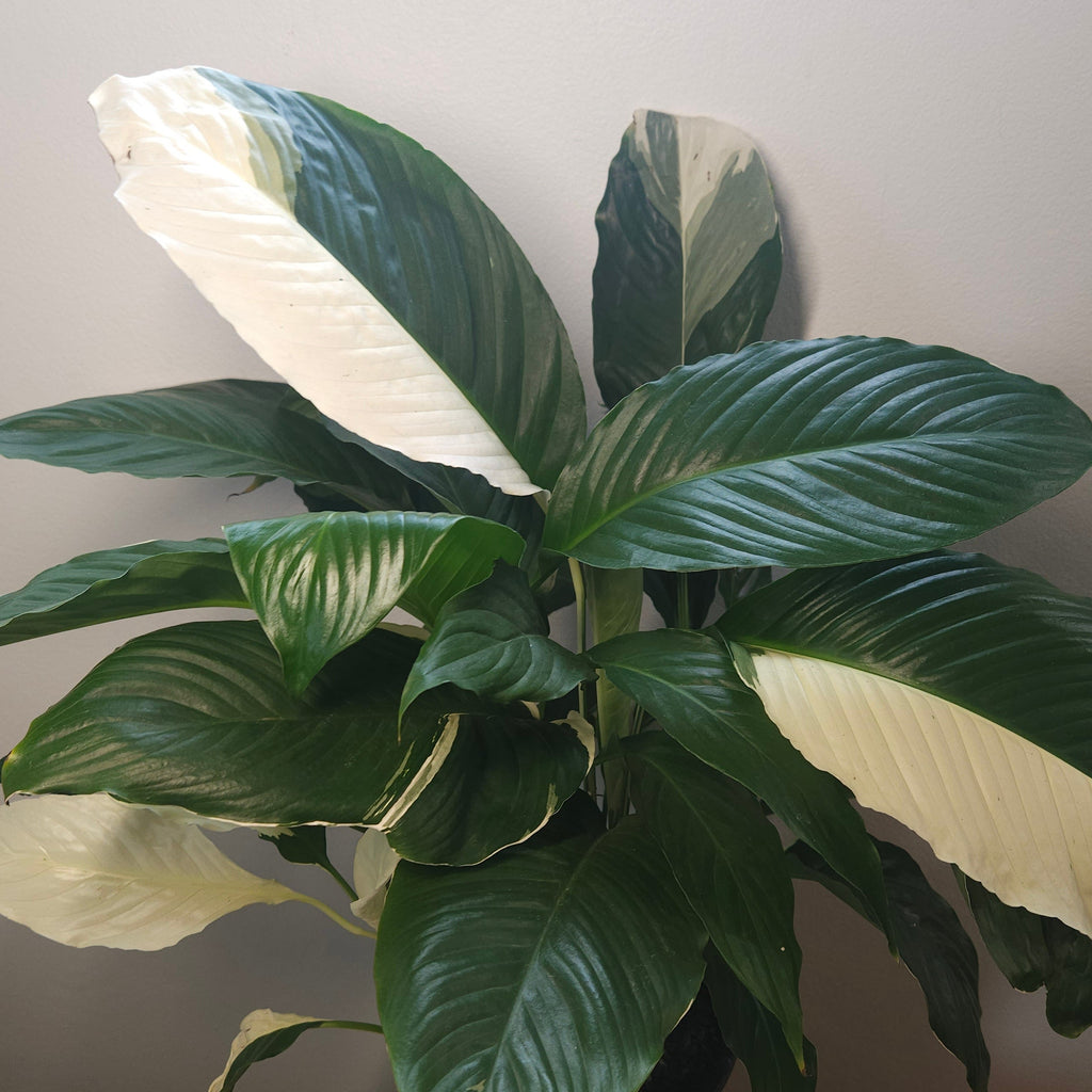Spathiphyllum Picasso ‘Variegated Peace Lilly’