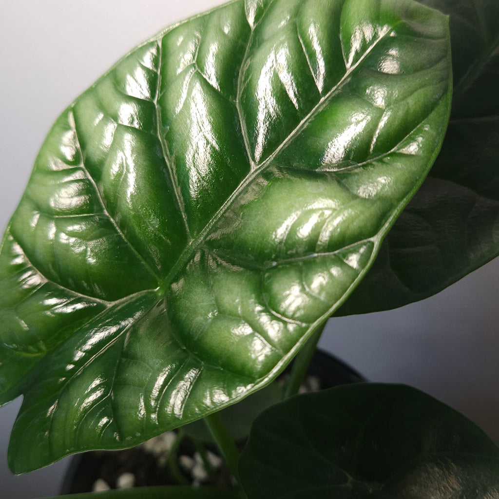 Alocasia Sinuata – Quilted Glossy Elephant Ear
