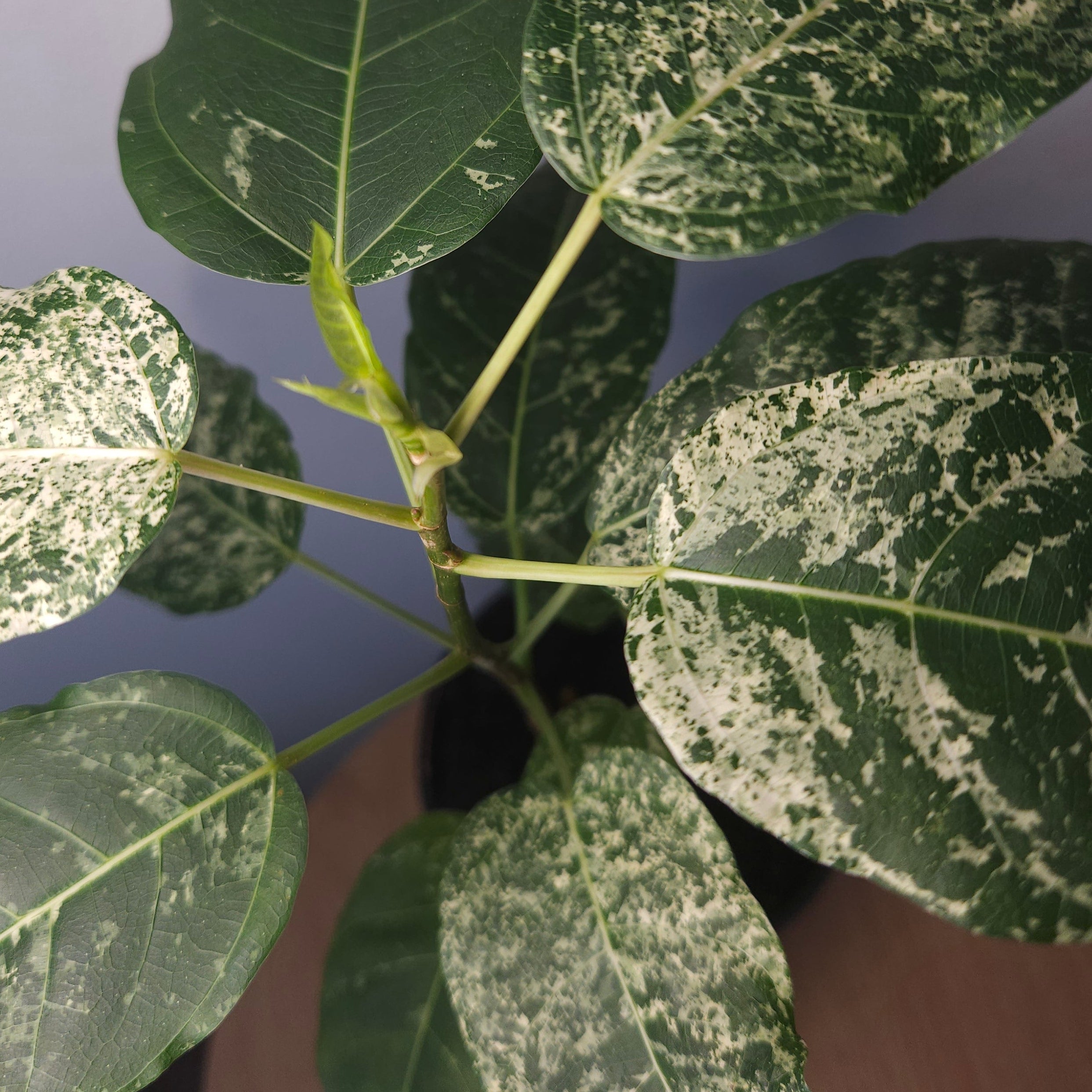 Ficus Snowstorm – Rare White Variegated Indoor Plant