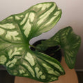 Cercestis mirabilis Collector plant