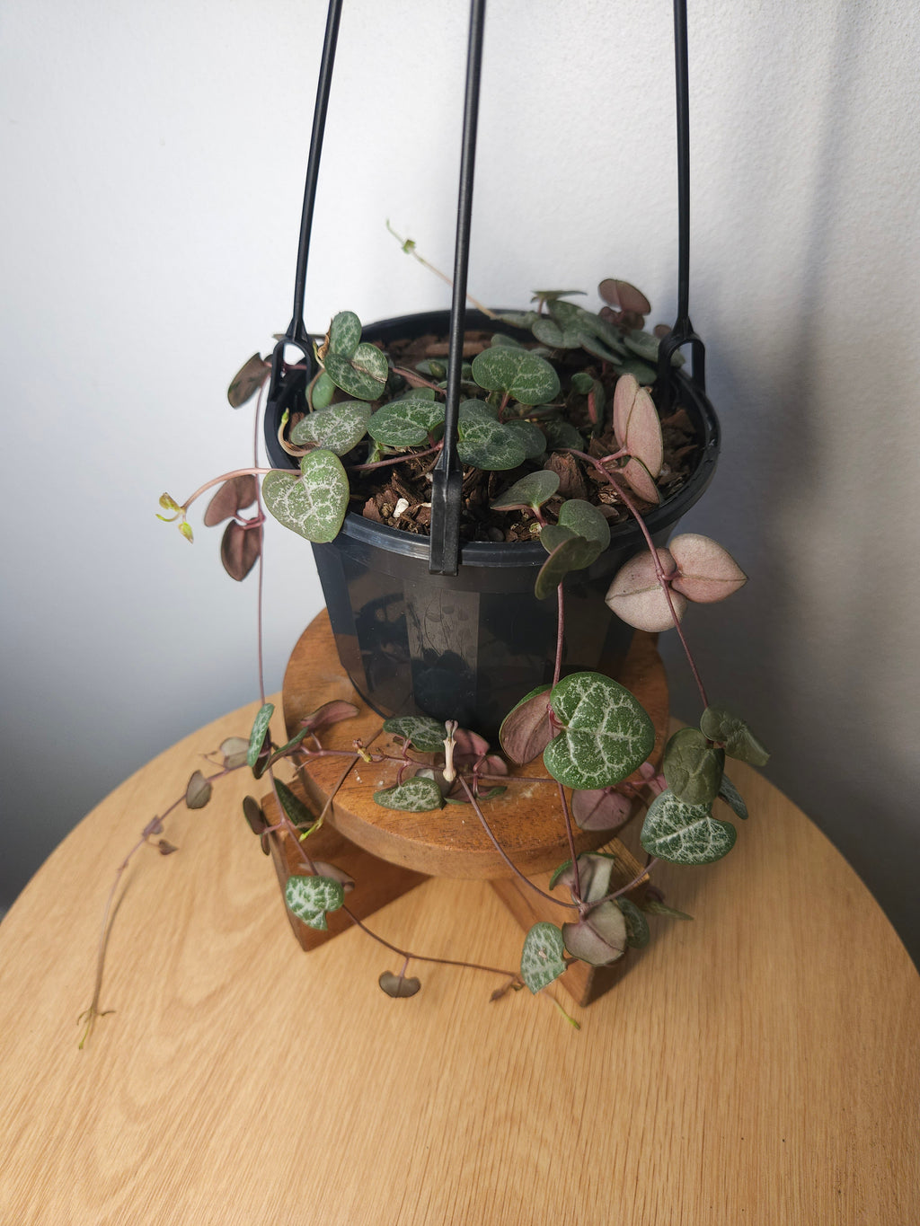 Chain of Hearts – Ceropegia woodii Trailing Plant