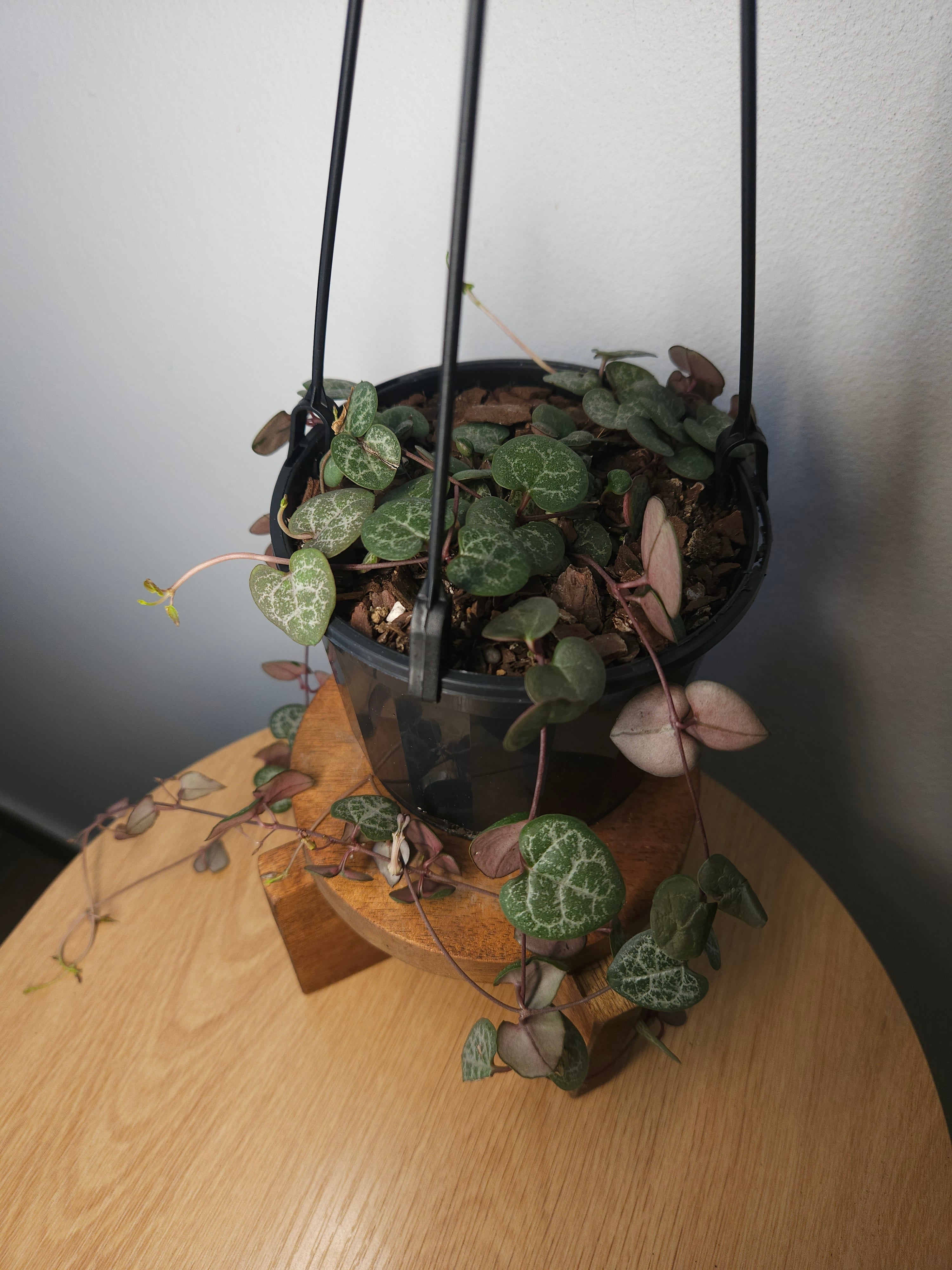 Chain of Hearts – Ceropegia woodii Trailing Plant