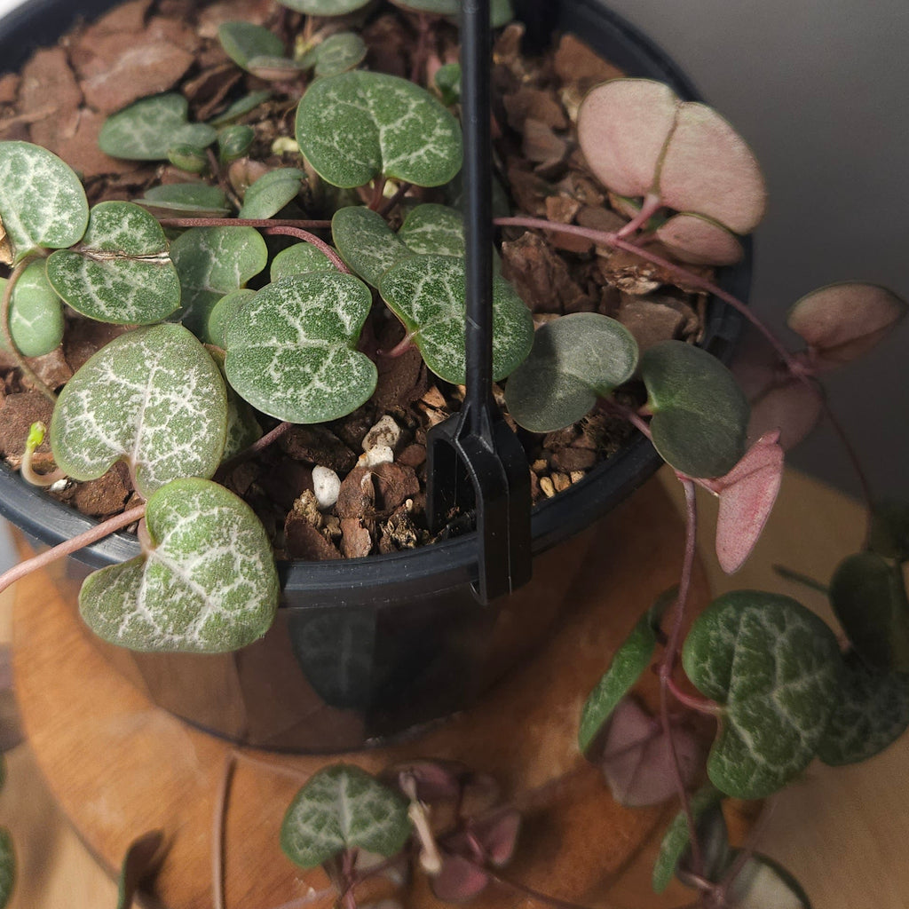 Chain of Hearts – Ceropegia woodii Trailing Plant