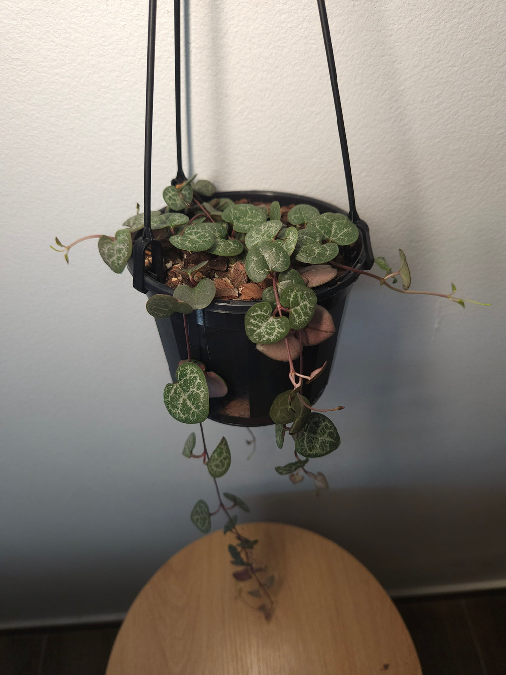 Chain of Hearts – Ceropegia woodii Trailing Plant