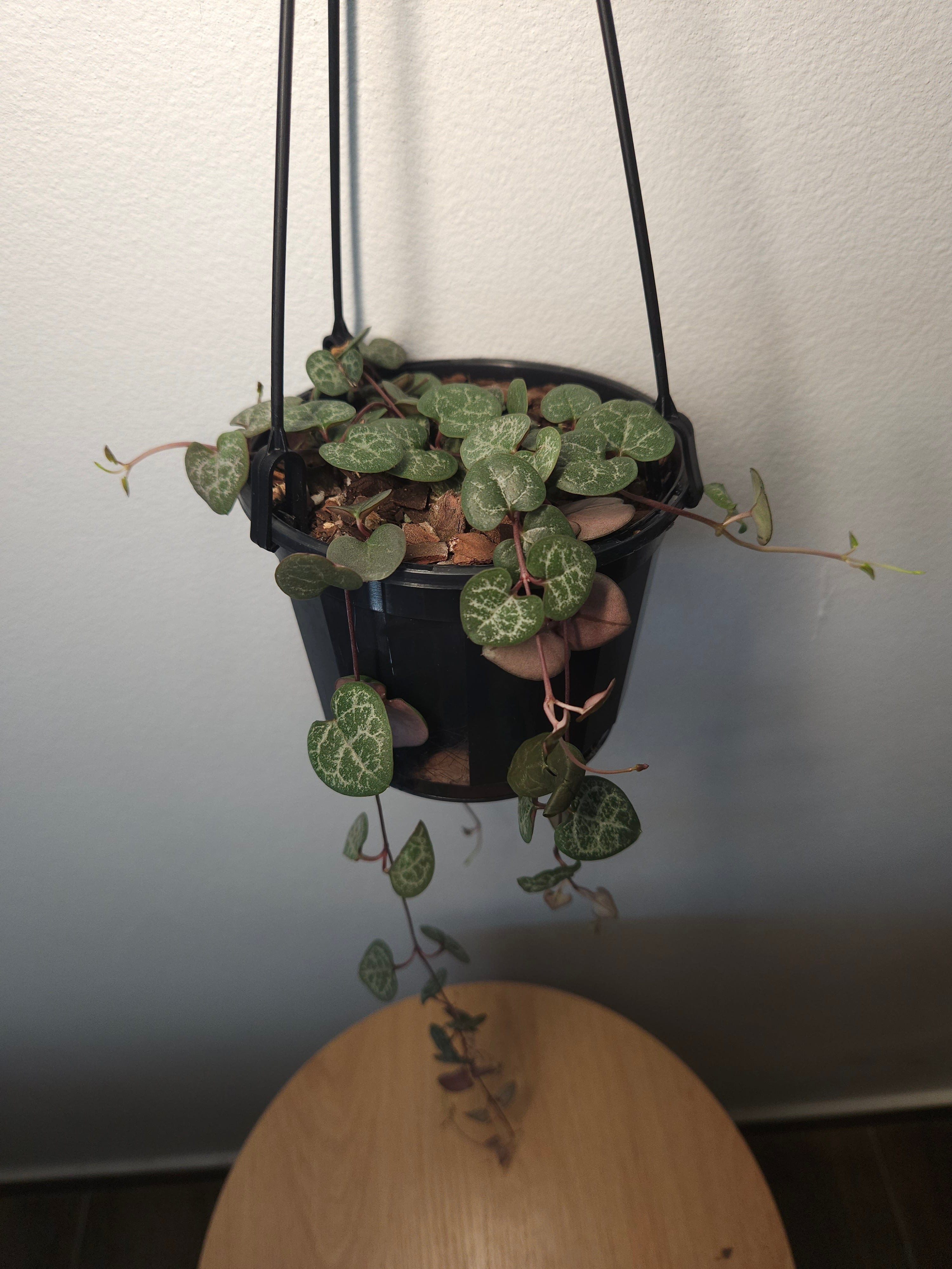 Chain of Hearts – Ceropegia woodii Trailing Plant