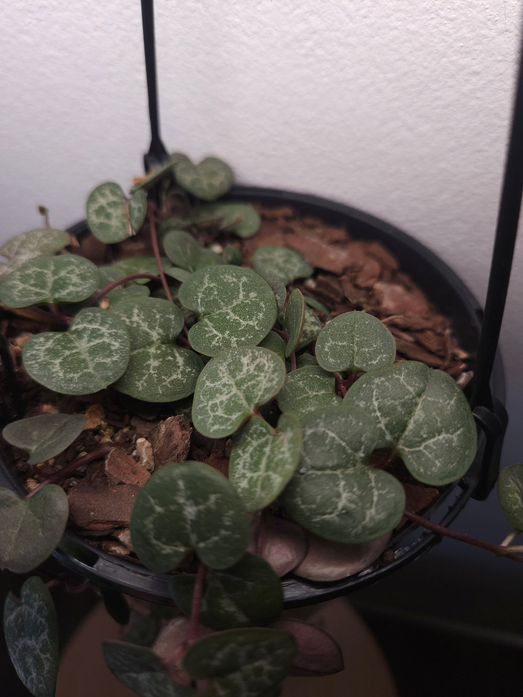 Chain of Hearts – Ceropegia woodii Trailing Plant