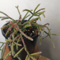 Mistletoe Cactus – Rhipsalis baccifera ssp. delphinensis 🌿