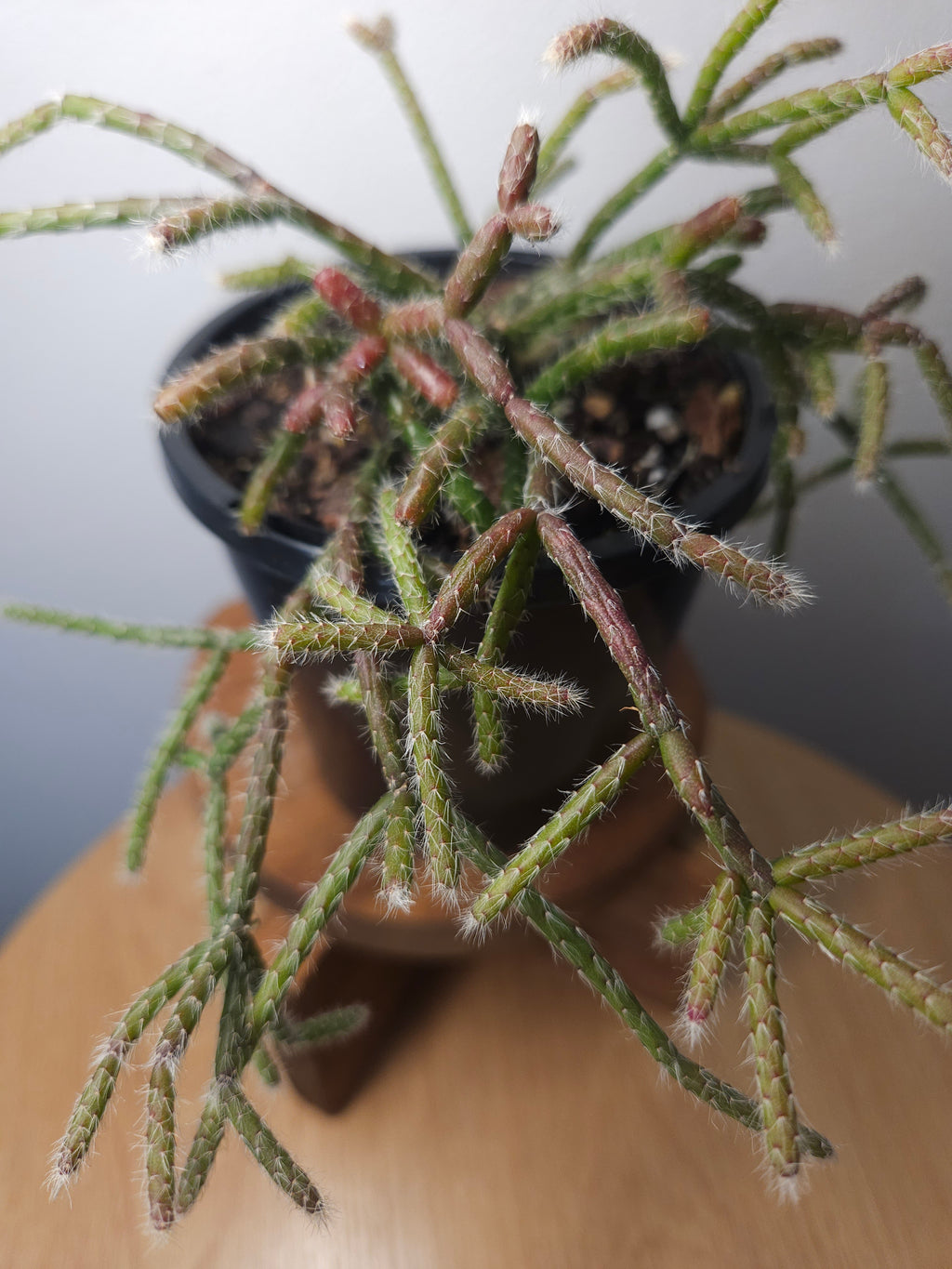 Mistletoe Cactus – Rhipsalis baccifera ssp. delphinensis 🌿