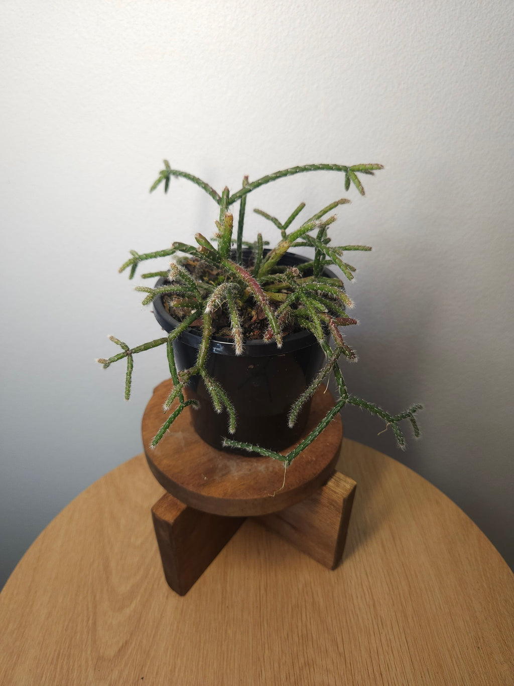 Mistletoe Cactus – Rhipsalis baccifera ssp. delphinensis