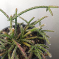 Mistletoe Cactus – Rhipsalis baccifera ssp. delphinensis