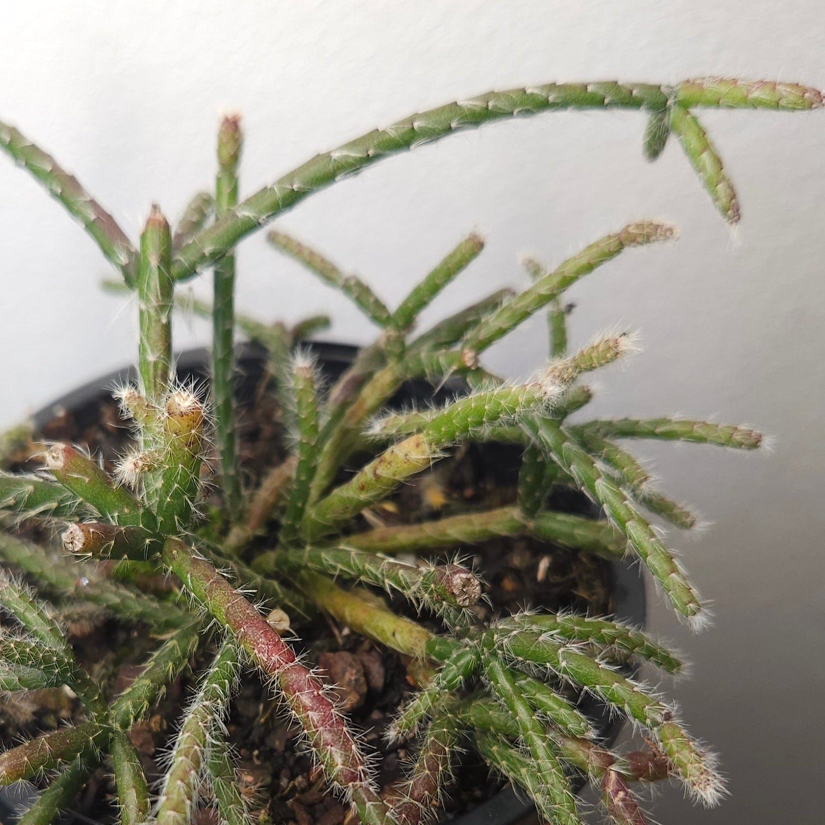 Mistletoe Cactus – Rhipsalis baccifera ssp. delphinensis
