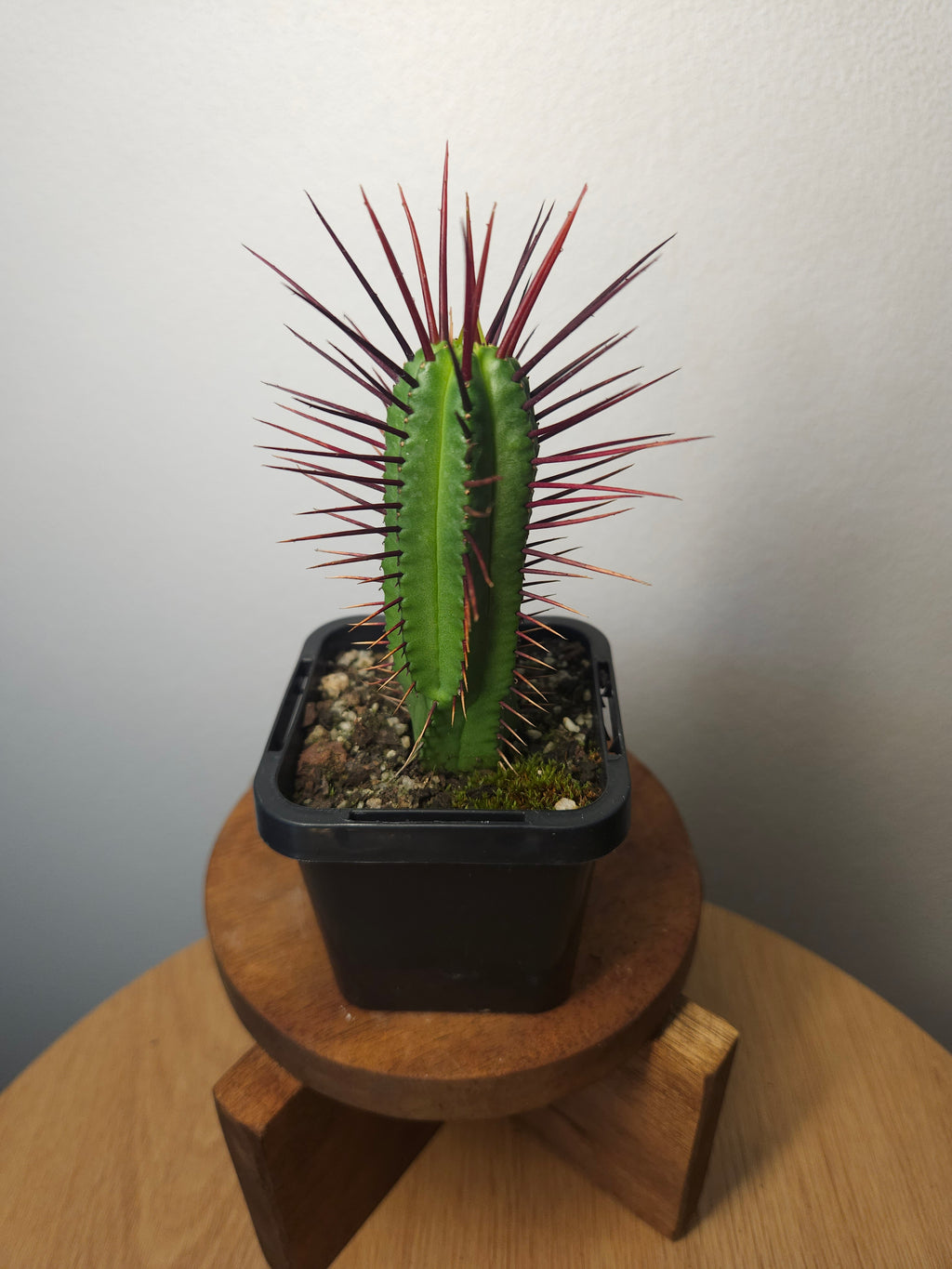 Euphorbia enopla – Red Spine Succulent Cactus Lookalike