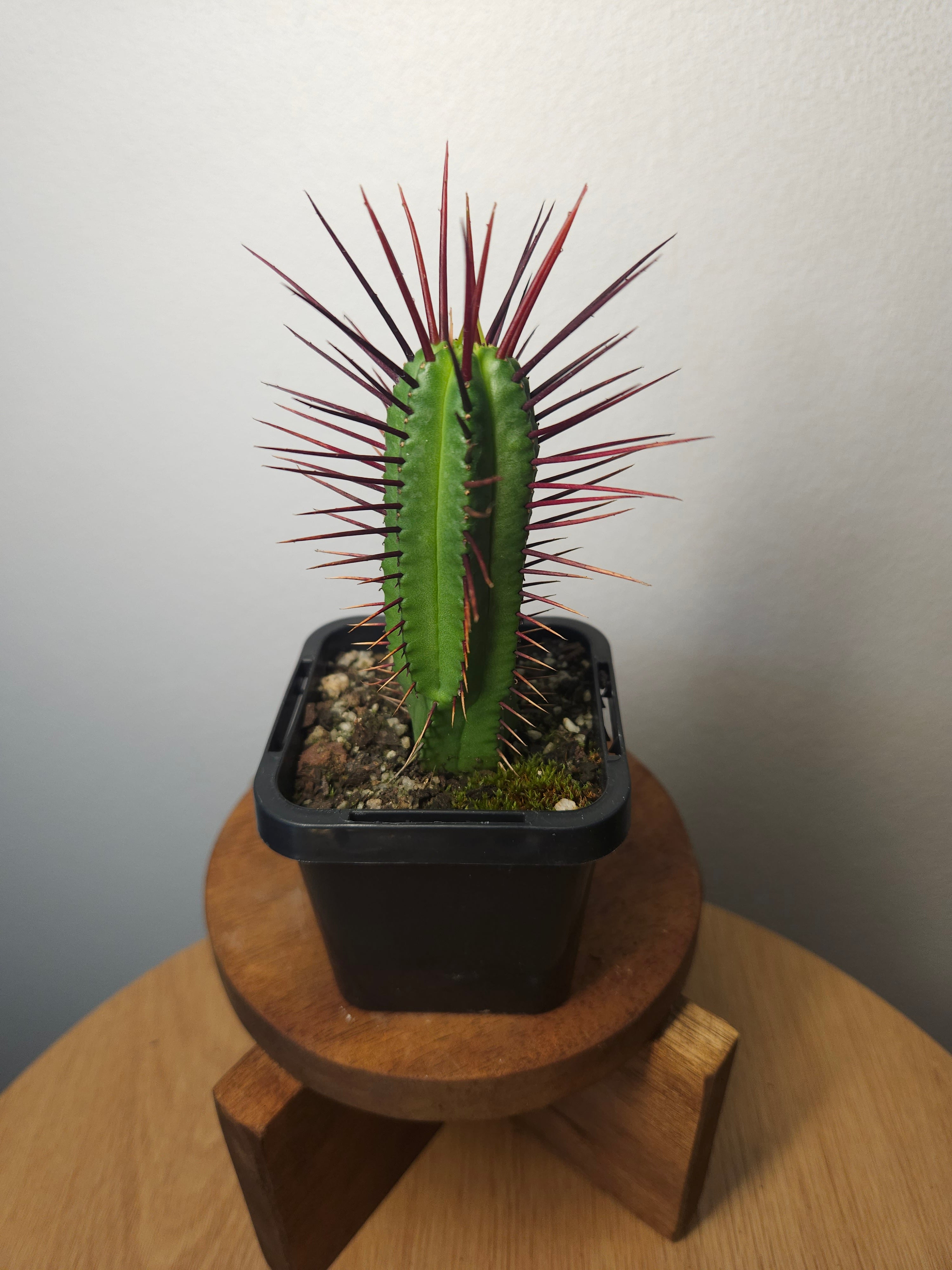 Euphorbia enopla – Red Spine Succulent Cactus Lookalike