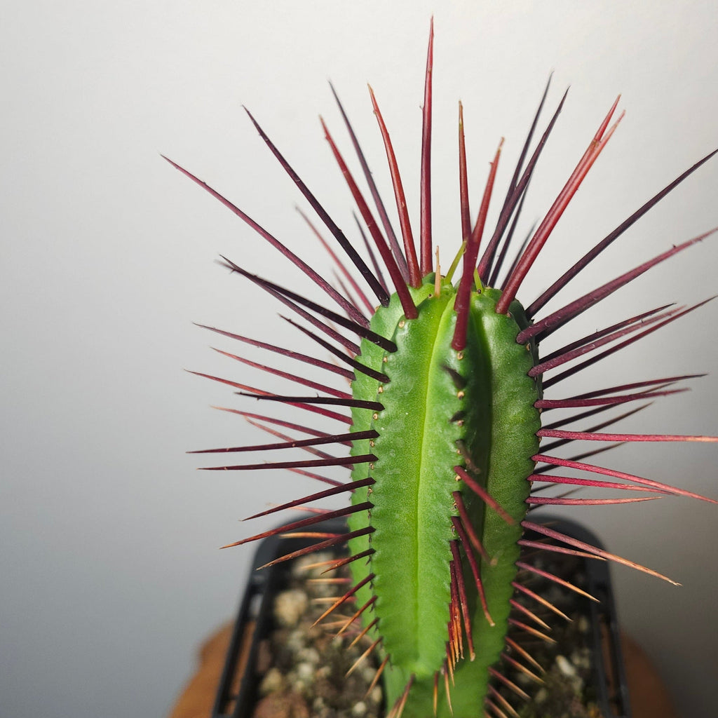Euphorbia enopla – Red Spine Succulent Cactus Lookalike
