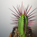 Euphorbia enopla – Red Spine Succulent Cactus Lookalike